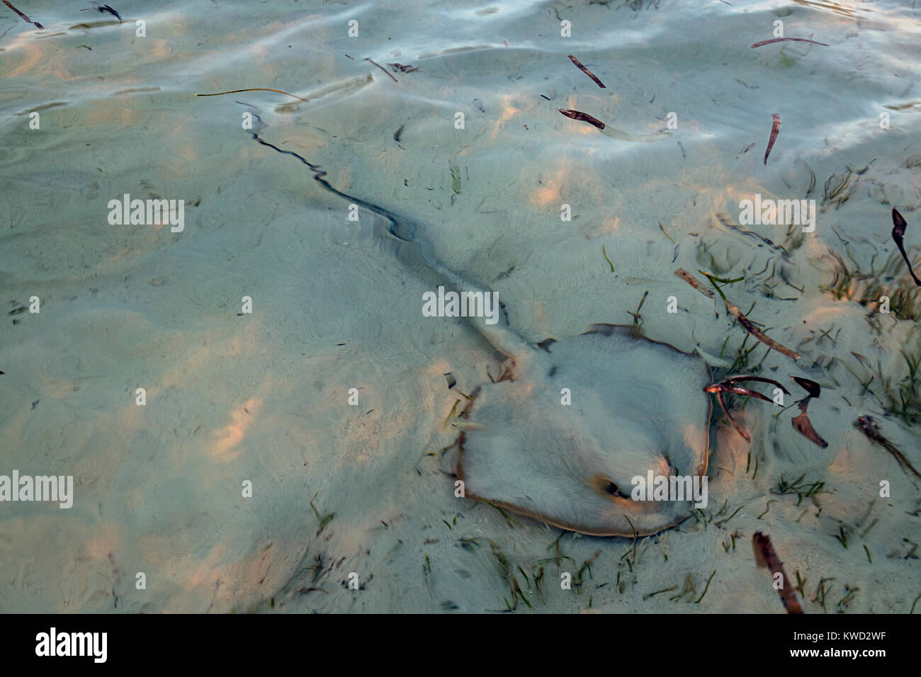 Cowtail stingray, Cowtail ray (Pastinachus sephen) on the bottom at low tide. Stock Photo