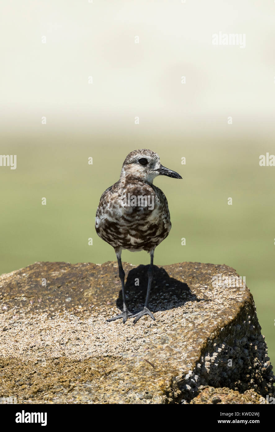 Grey Plover (Pluvialis squatarola), transition plumage from summer plumage to winter plumage Stock Photo