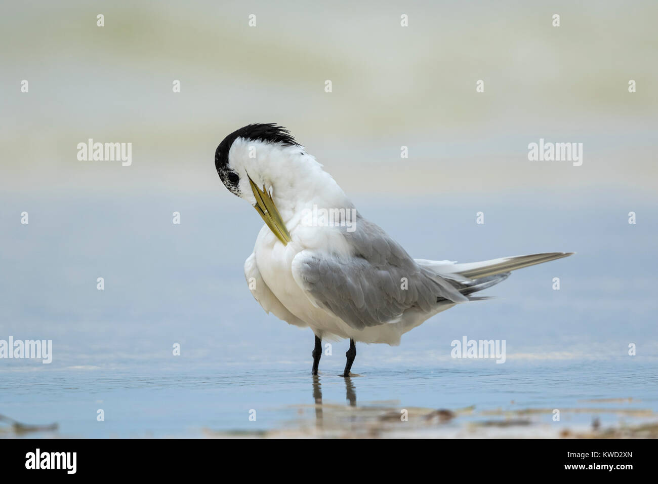 Greater Crested Tern, Swift Tern (Thalasseus bergii thalassinus), non-breeding plumage, preening Stock Photo