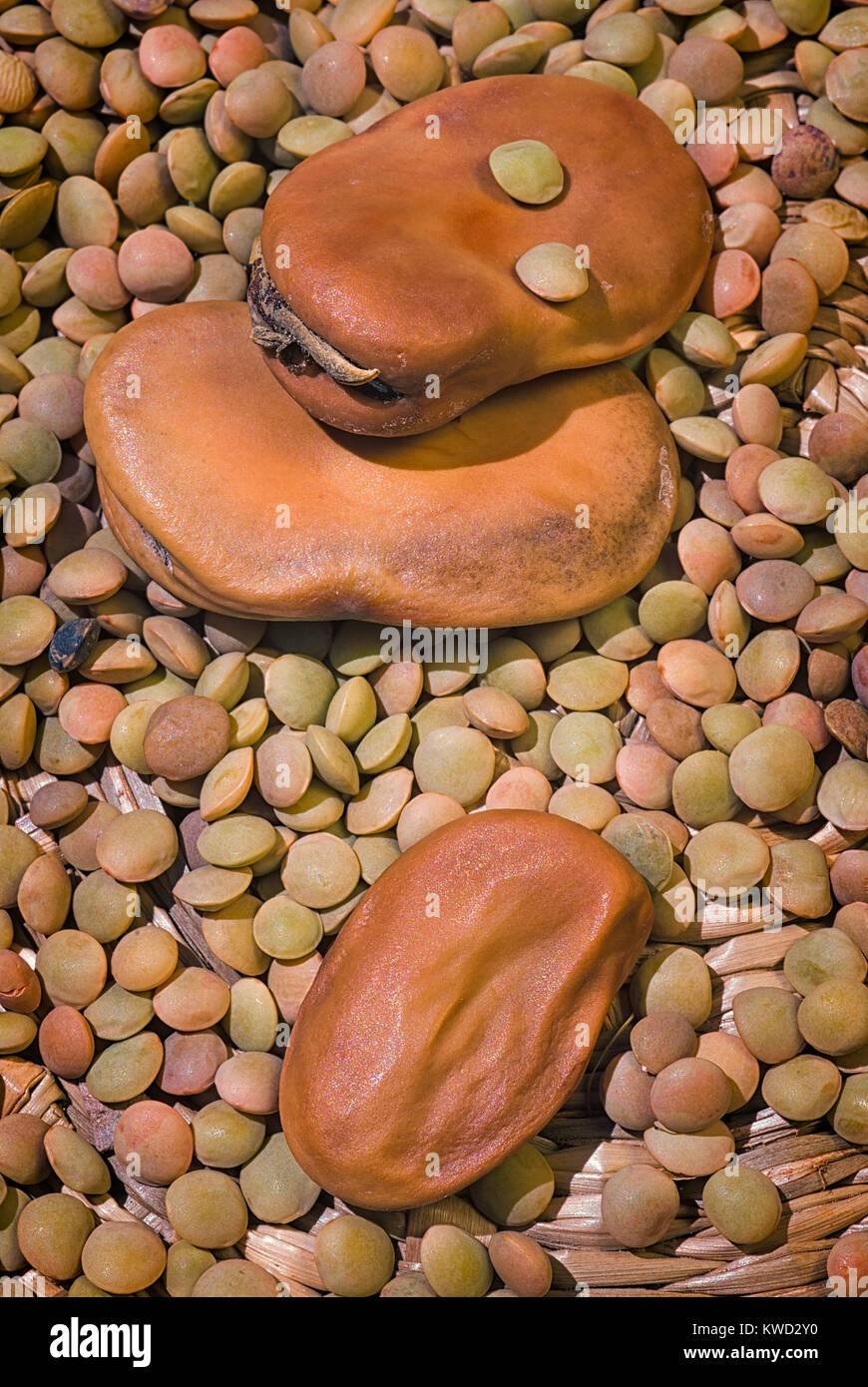 Dried broad beans (Vicia faba var. major) and Brown Lentils (Lens