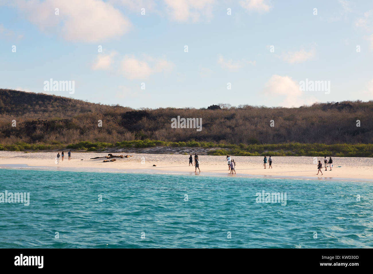 Galapagos beach - Tourists and sea lions on Gardner Bay, Espanola Island ( Hood Island ), Galapagos Islands, Ecuador South America Stock Photo