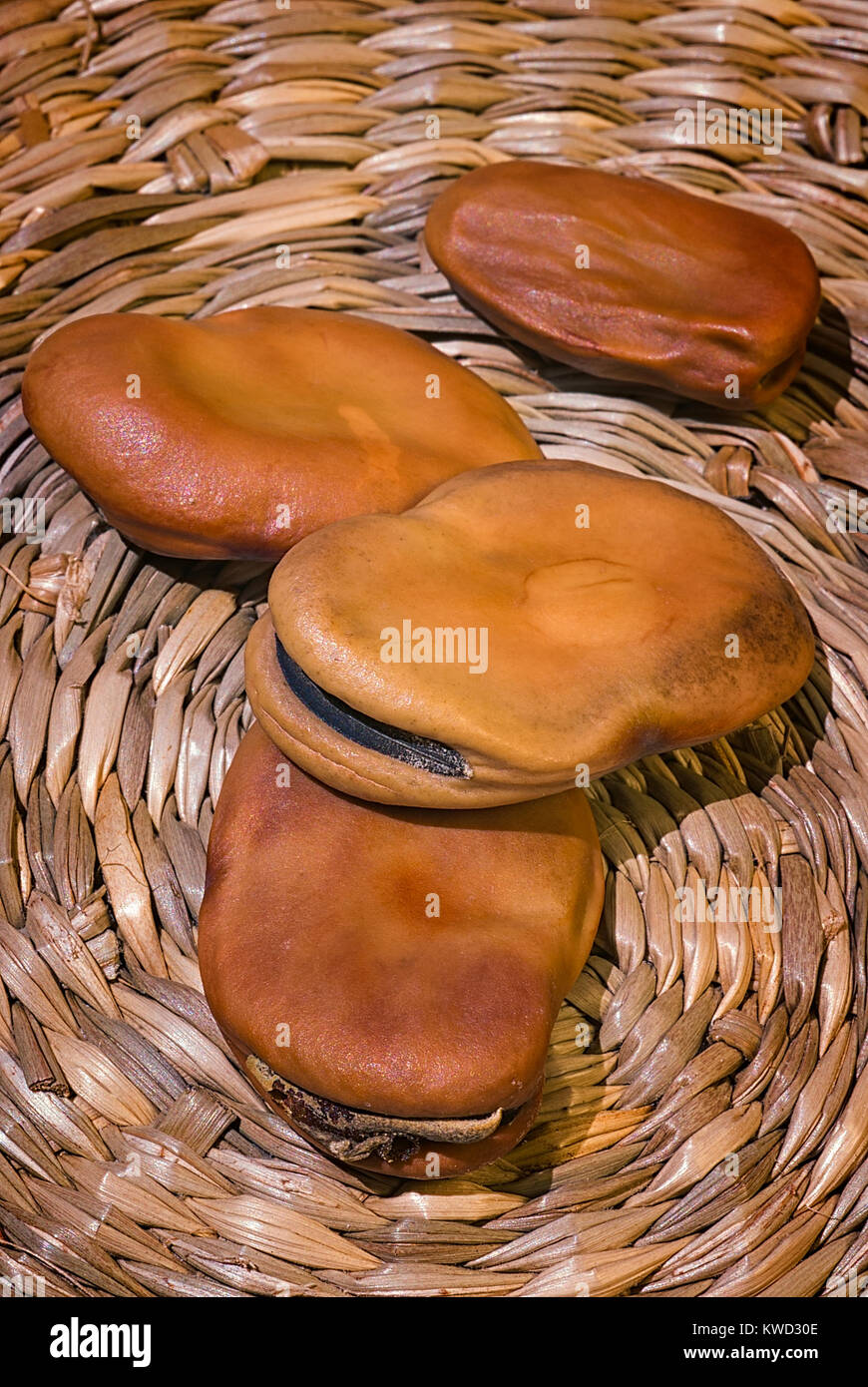 Dried broad beans (Vicia faba var. major Stock Photo Alamy