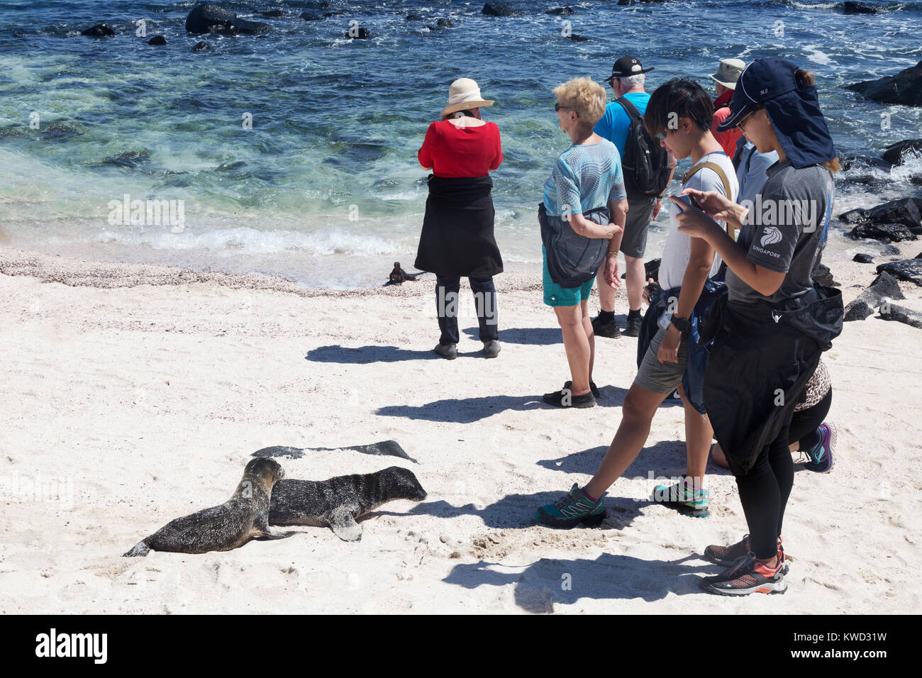 Tourists photographing sea lions on the beach, Espanola Island, Galapagos Islands, Ecuador South America Stock Photo