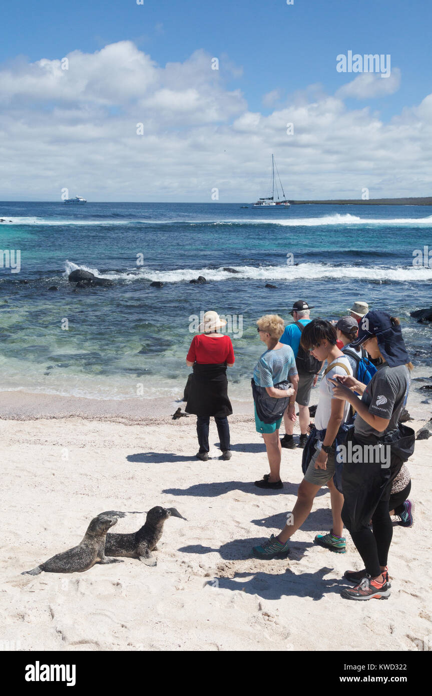 Tourist photographing Galapagos Sea lions, Espanola Island, Galapagos Islands, Ecuador South America Stock Photo