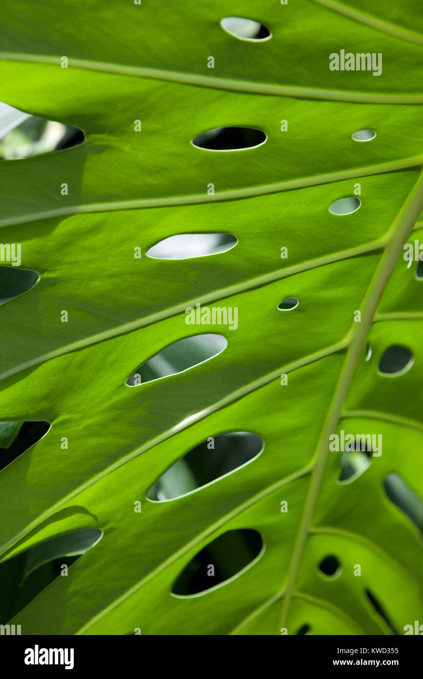 close up of large green leaf with natural holes in perths botanical gardens austratia Stock Photo