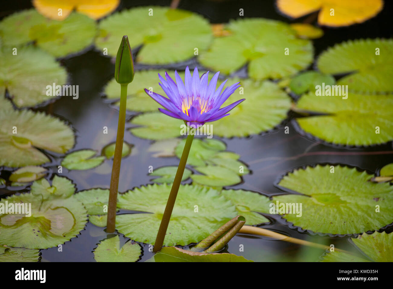 purple and yellow waterlily on a pond  colours of nature Stock Photo