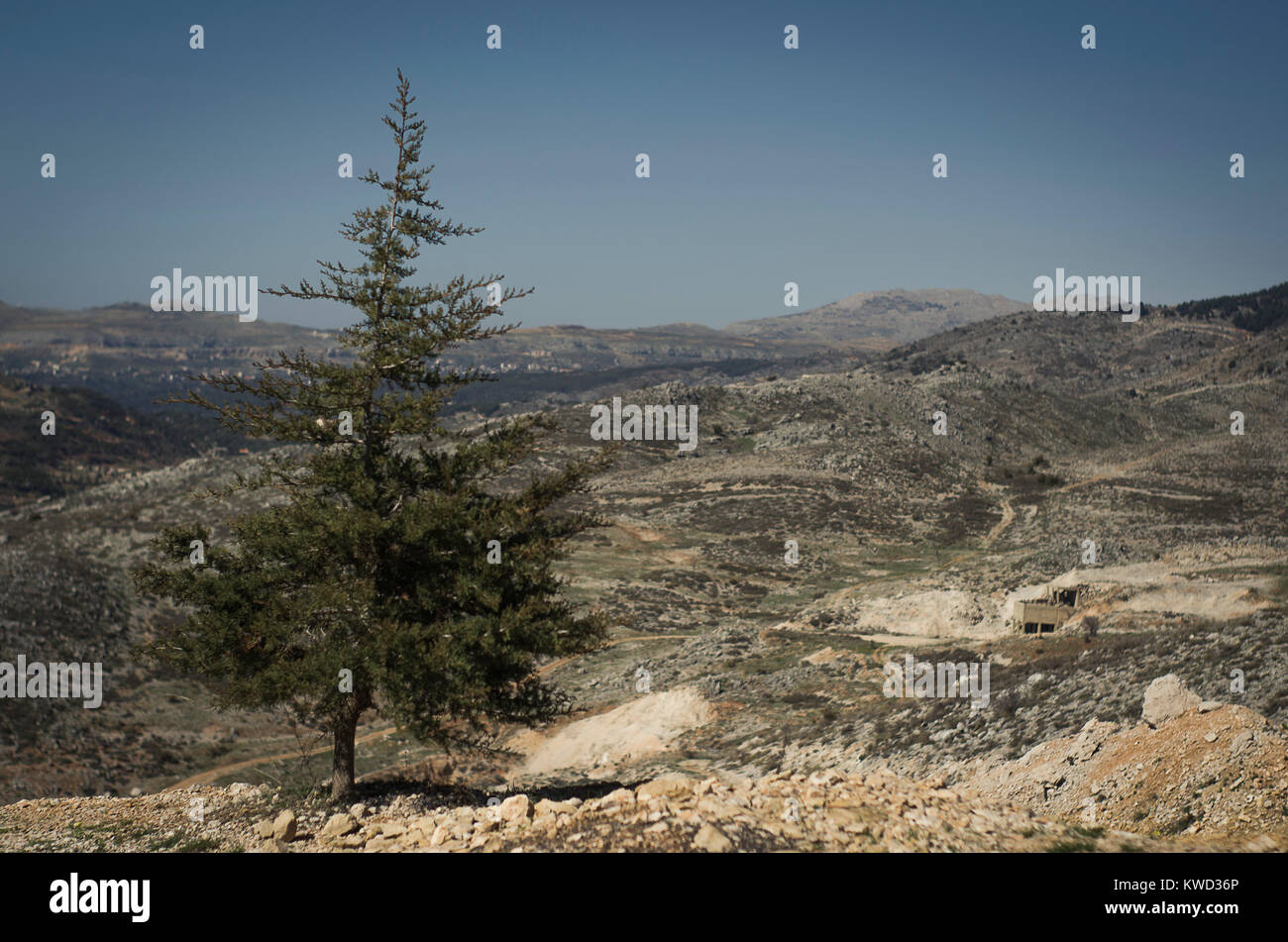 Trees of Al Shouf Cedar Nature Reserve Barouk in mount Lebanon Middle east Stock Photo