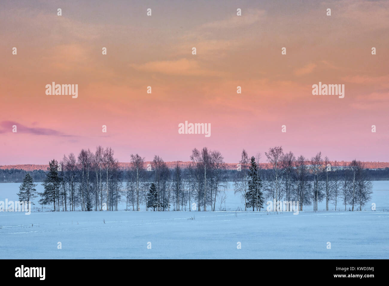 snowy forest near Lulea, Swedish Lapland, Sweden, Europe Stock Photo
