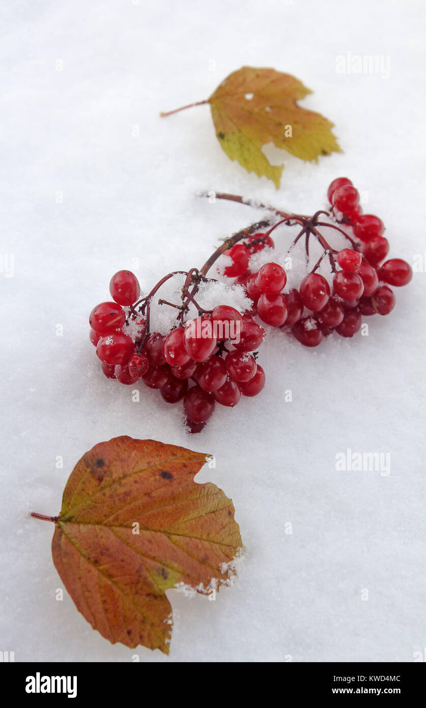 a ba bunch of viburnum and yellow leaves fell on the first snow.October Stock Photo