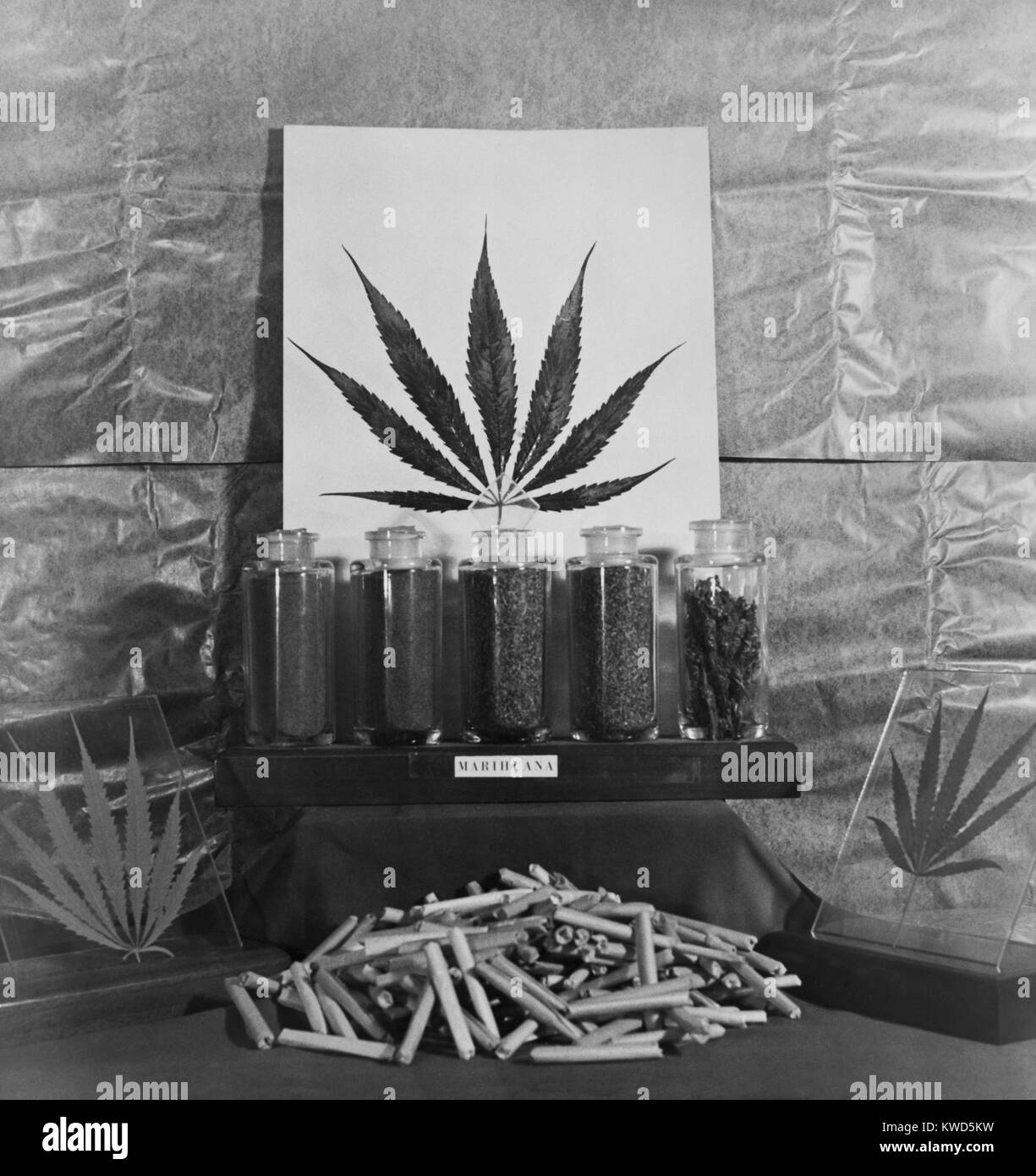 Display of marijuana by the U.S. Treasury Department. Ca. 1940-49. (BSLOC 2014 13 220) Stock Photo