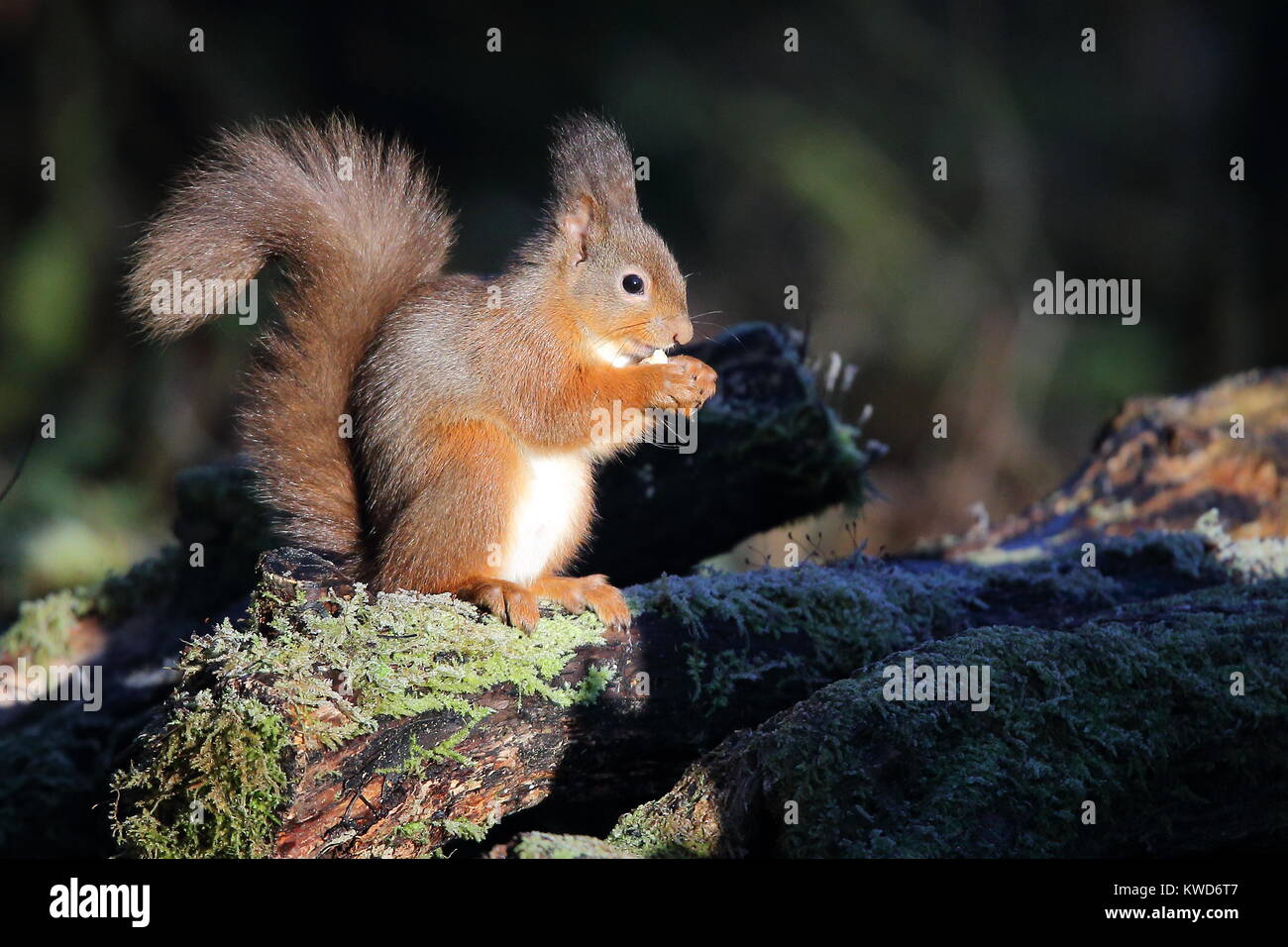 Red Squirrel feeding on log in early morning light Stock Photo