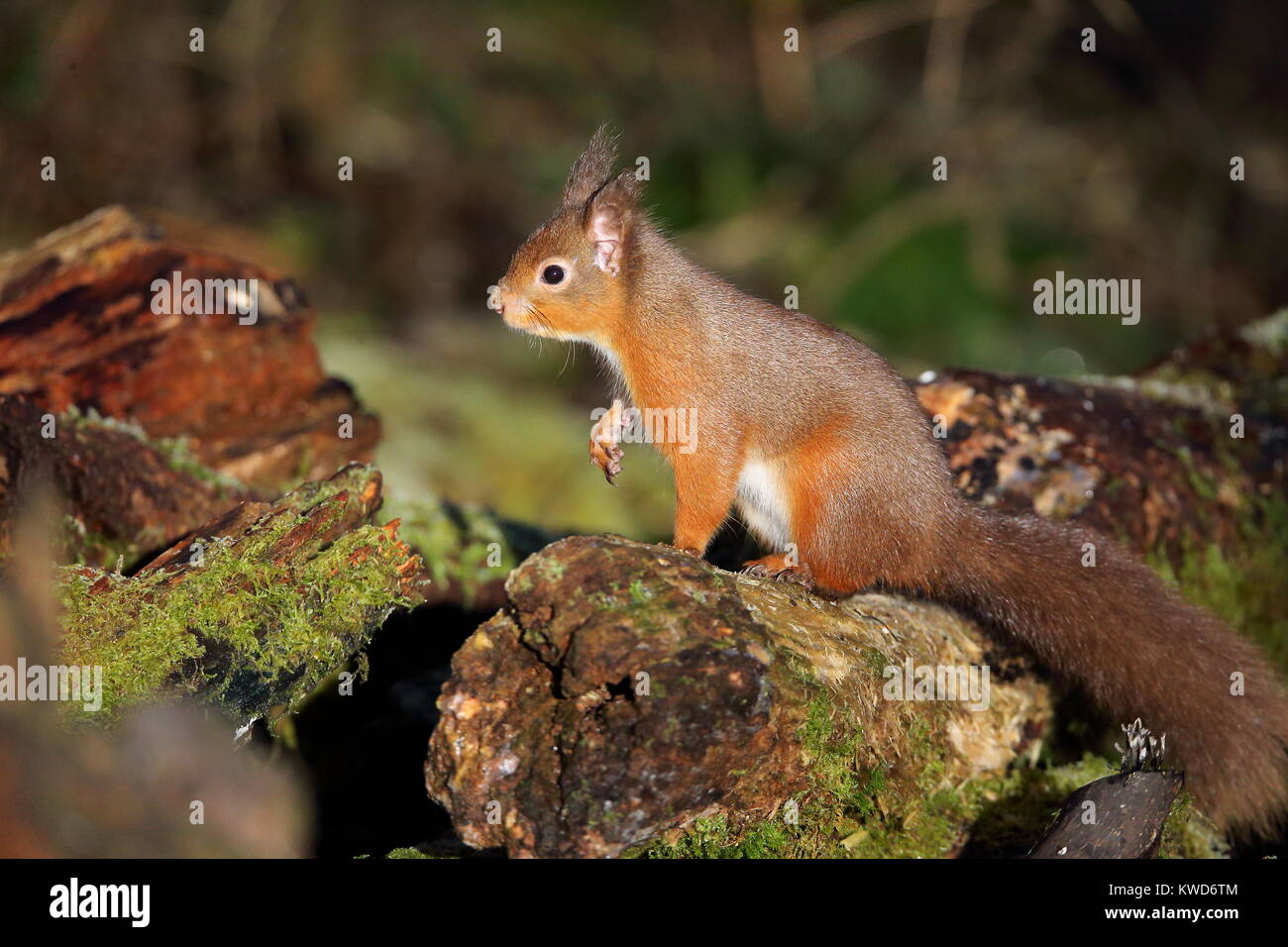 Paused Red Squirrel on log Stock Photo