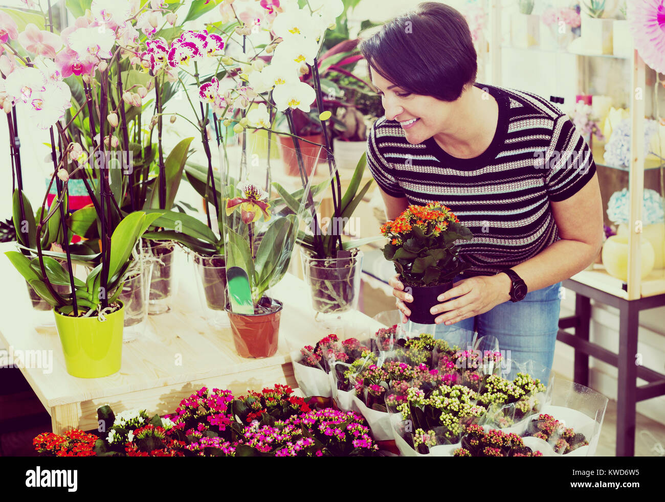 Happy mature woman florist fixing a kalanchoe calandiva flower in the floral shop Stock Photo