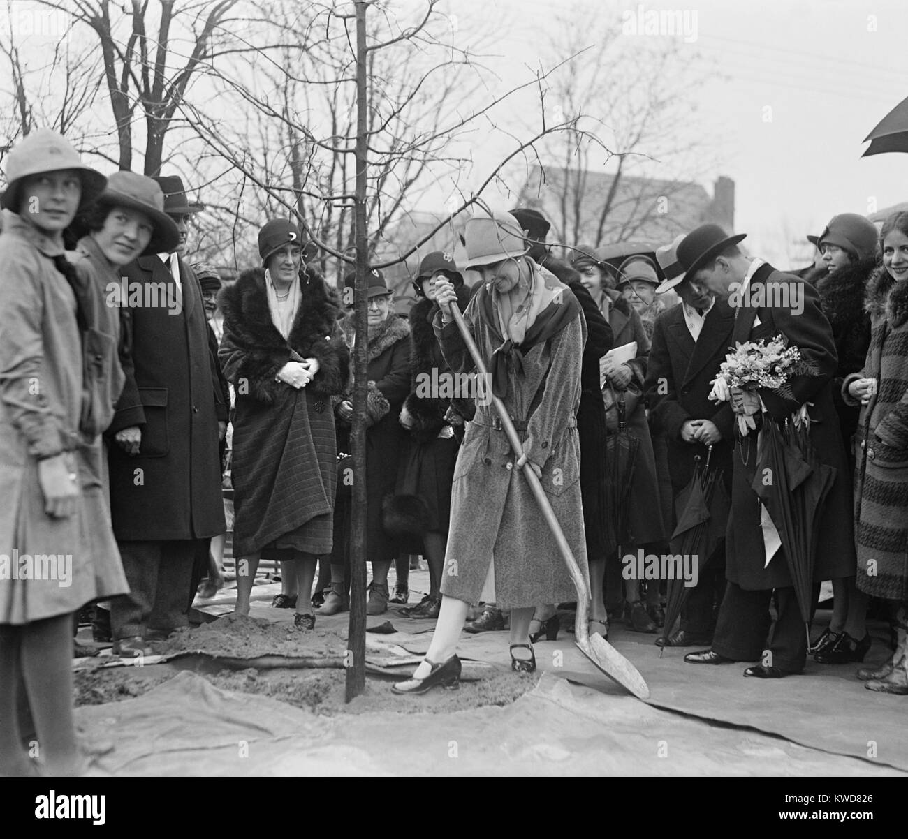 Shortly before leaving the White House, outgoing First Lady Grace Coolidge plants a tree, Feb. 28, 1929. (BSLOC 2015 16 42) Stock Photo