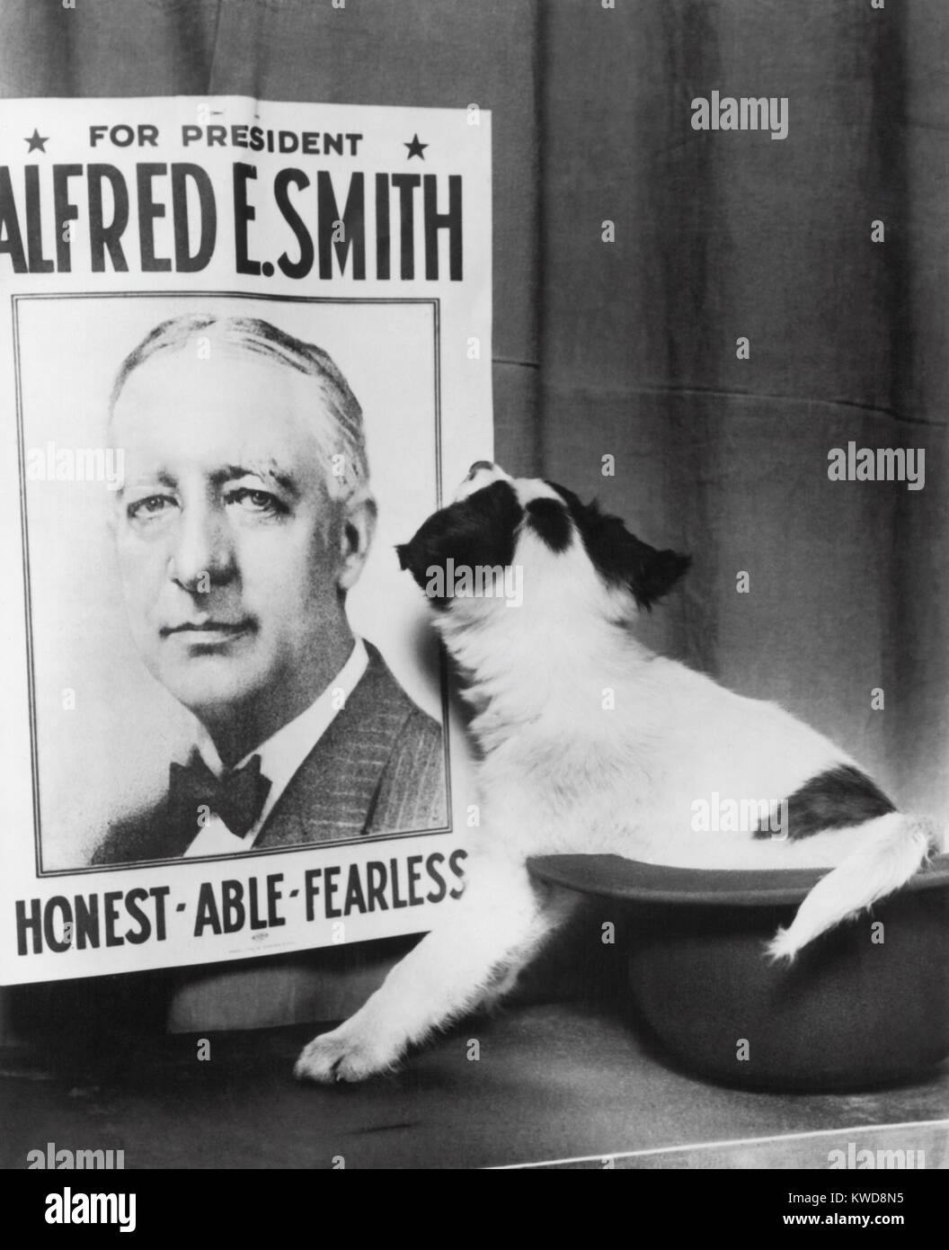 A comic moment in Alfred E. Smith's 1928 presidential campaign. The small dog sitting in derby was presented to Smith Independent League of Illinois in Chicago (BSLOC 2016 7 31) Stock Photo