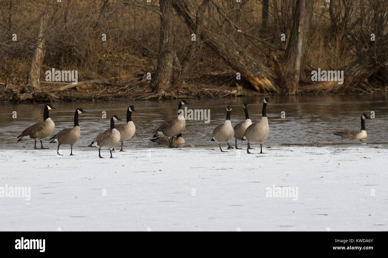 Canada Geese On Snow Stock Photo Alamy
