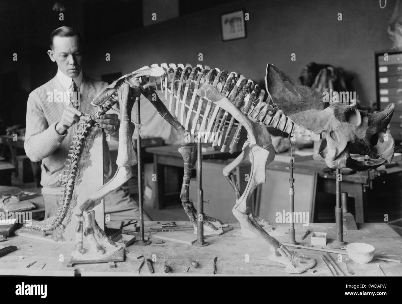 Norman Ross, preparing a baby Brachyceratops skeleton for display at the Smithsonian 1921. The dinosaur fossil was unearthed in Montana and lived seventy or eighty million years ago (BSLOC_2016_10_23) Stock Photo