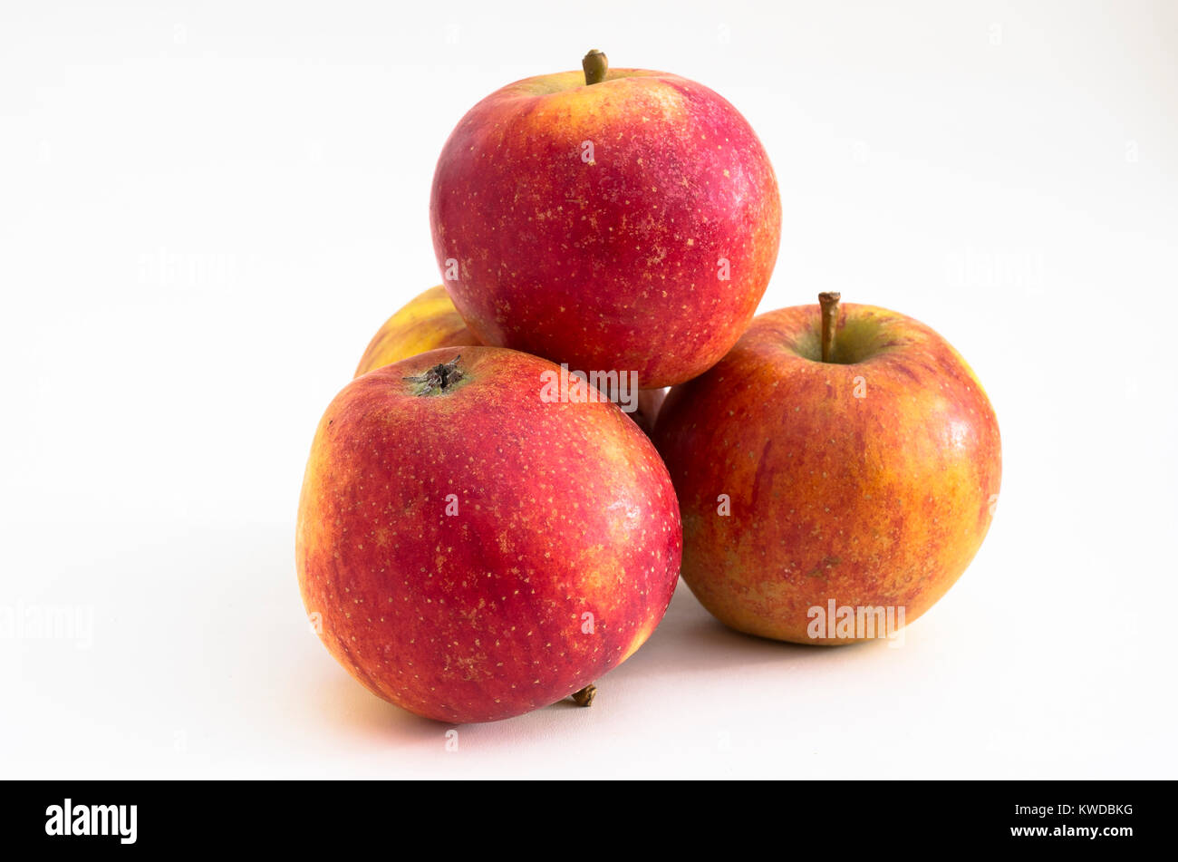 Ripe English eating apples Malus domestica WINTER WONDER ready for eating mid-winter in UK Stock Photo