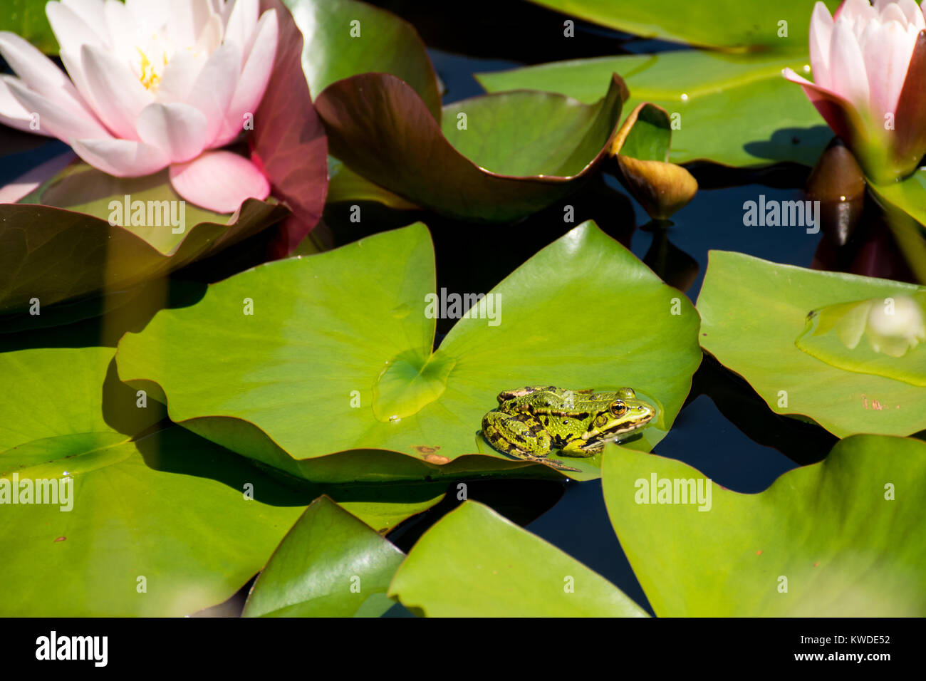 Green frog named Pelophylax kl. esculentus with brown stains sitting on the green lily leaf Stock Photo