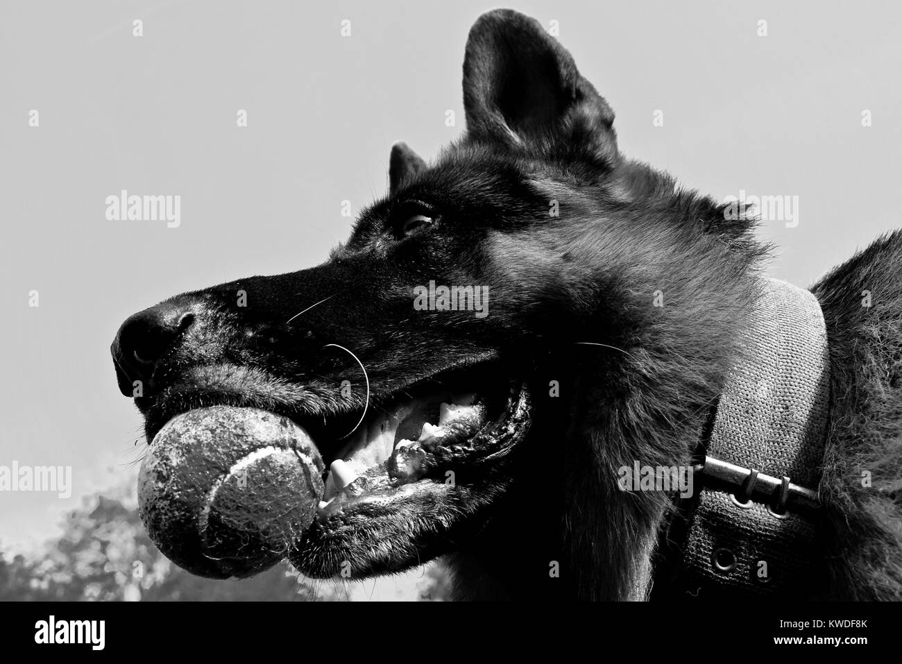 head shot of german shepherd with a ball, black and white Stock Photo