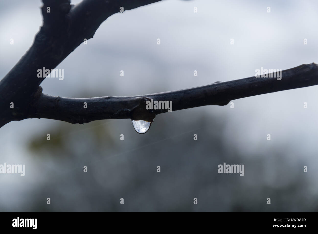 Rain drop on limb Stock Photo