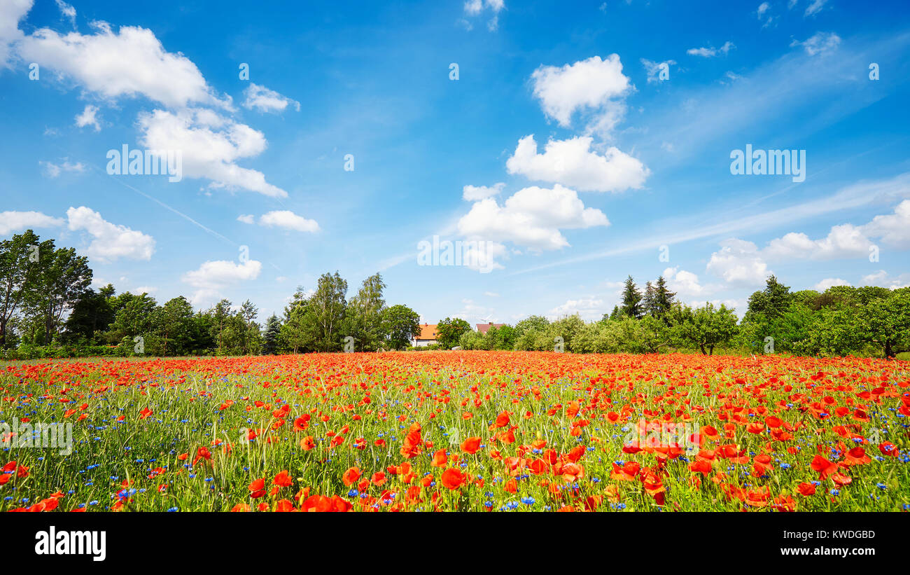 Poppy meadow with the blue sky. Stock Photo
