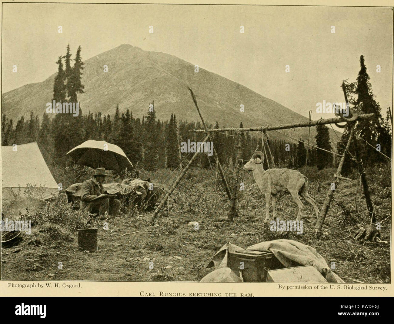 'The wilderness of the upper Yukon; a hunter's explorations for wild sheep in sub-arctic mountains' (1919) Stock Photo
