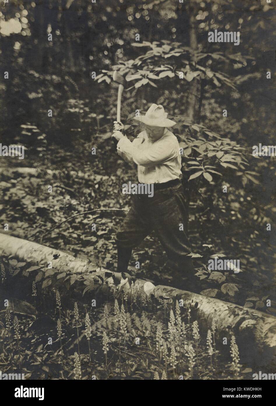 President Theodore Roosevelt chopping, a fallen tree with an axe, summer 1905. Woodcutting was one form of exercise he took while at Sagamore Hill, his home in Oyster Bay, Long Island, NY (BSLOC 2017 6 50) Stock Photo