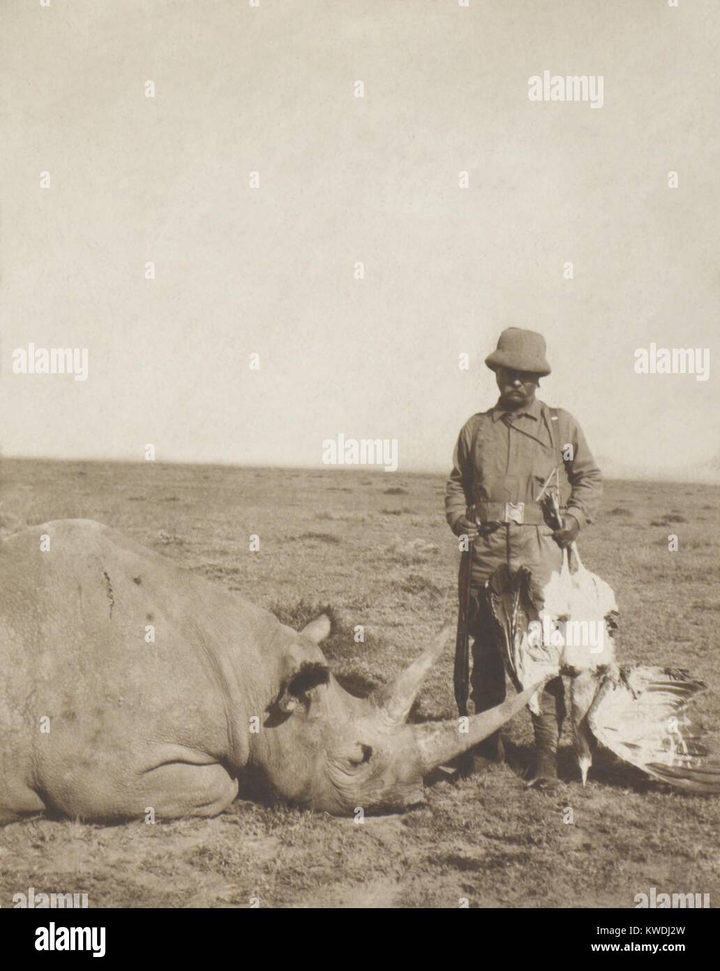 Theodore Roosevelt holding a dead bustard and standing next to a dead rhinoceros. Aug.-Dec. 1909 during the Smithsonian–Roosevelt African Expedition (BSLOC 2017 8 8) Stock Photo