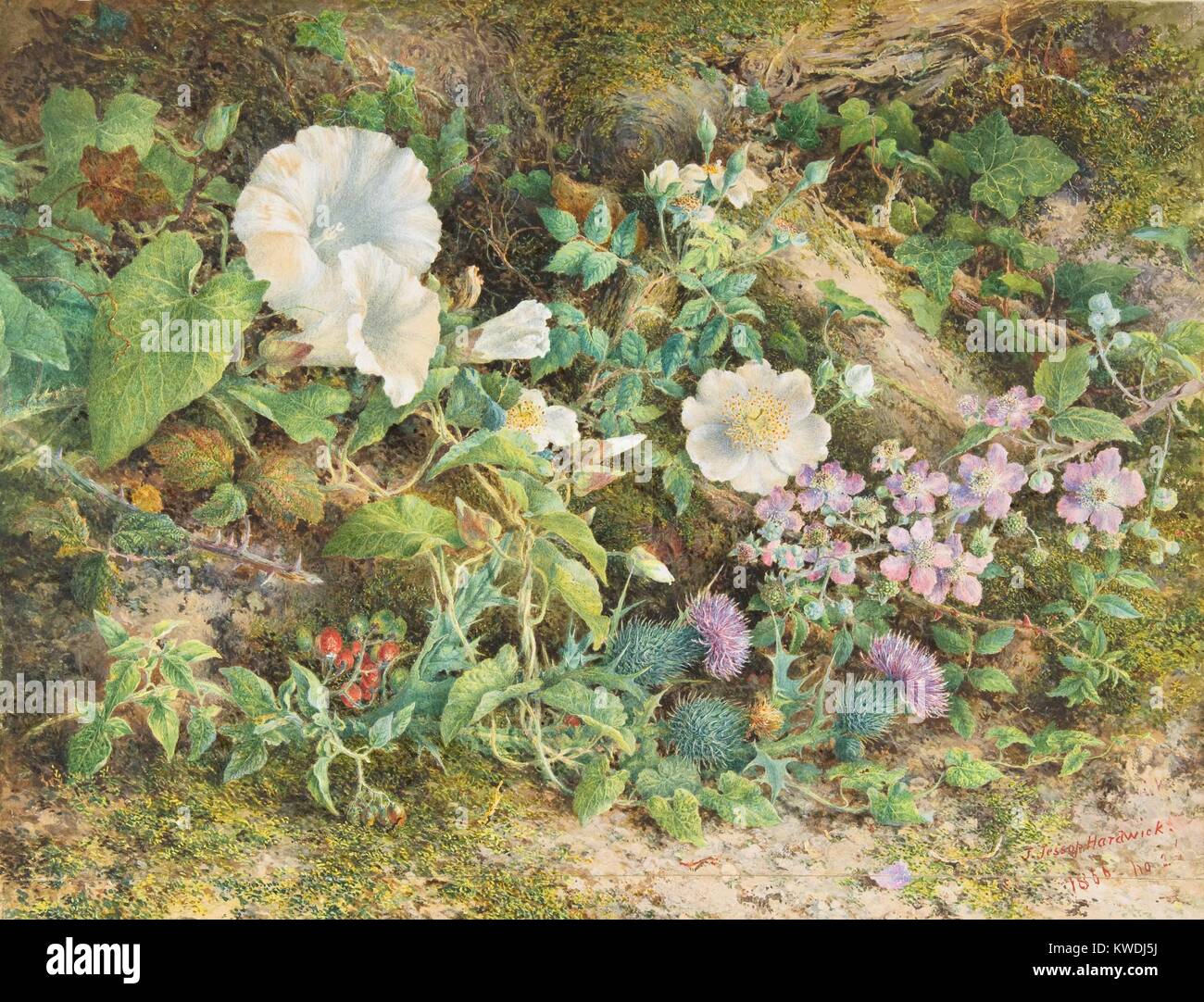 FLOWER STUDY, by John Jessop Hardwick, 1866, British watercolor painting. Petunias, wild roses, thistles, and red berries grow amongst moss and fallen logs. Hartwick used William Henry Hunts technique of building up dense layers of watercolor over a ground of white gouache to create luminosity. (BSLOC 2017 9 137) Stock Photo