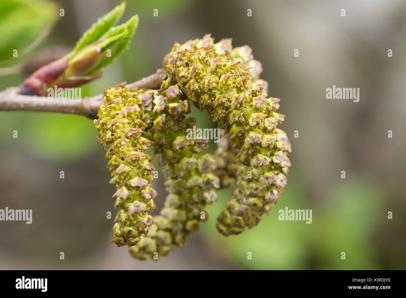 Close up of female catkins of the Alnus maximowiczii, an alder tree native to east asia. (montane alder) Stock Photo