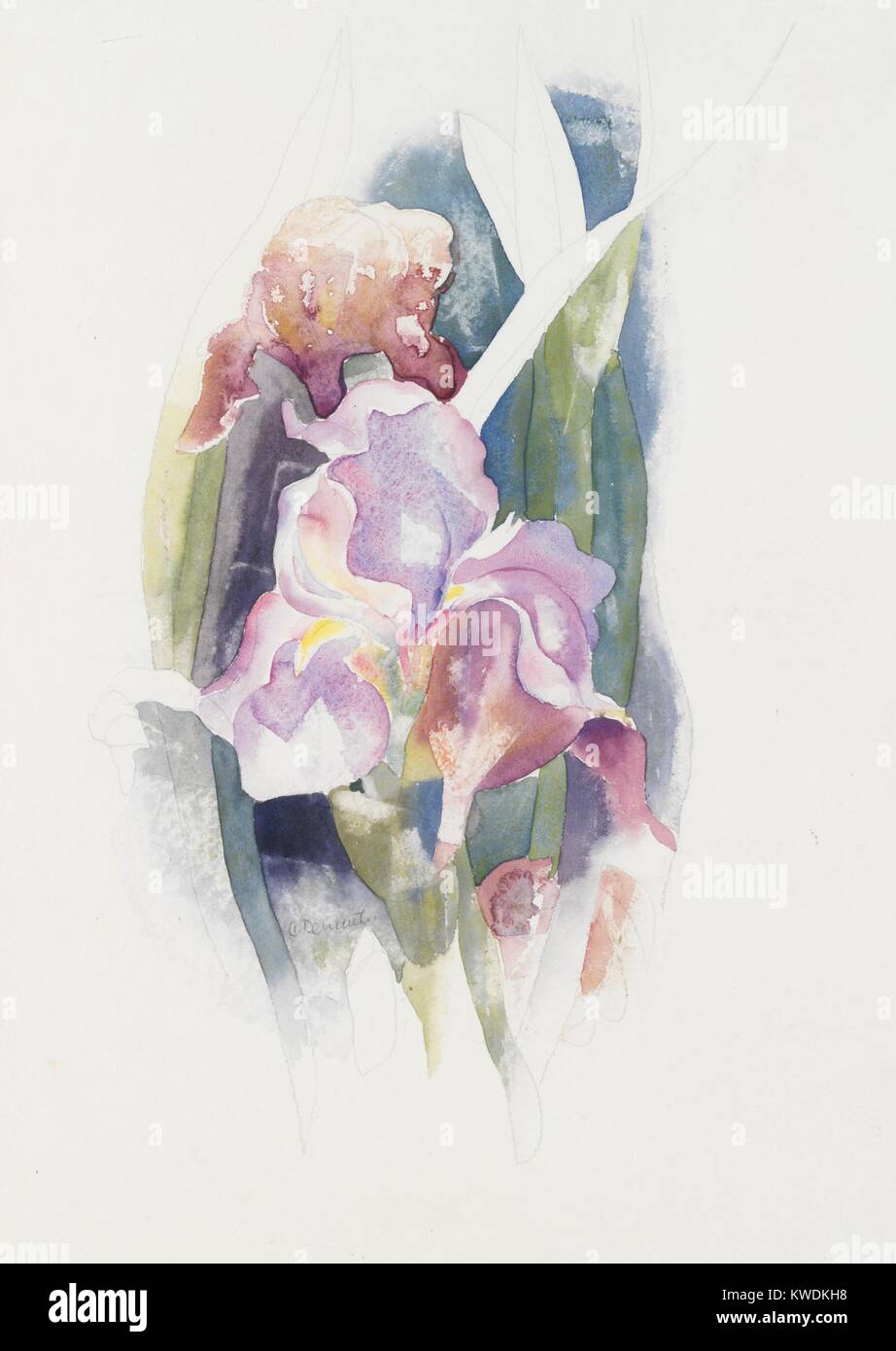 PURPLE IRIS, by Charles Demuth, c. 1920, American painting, watercolor, and graphite on cardboard. Demuths depicted the irises with naturalistic linear edges, and more subtle edges between brushed color within the luminous forms (BSLOC 2017 7 95) Stock Photo
