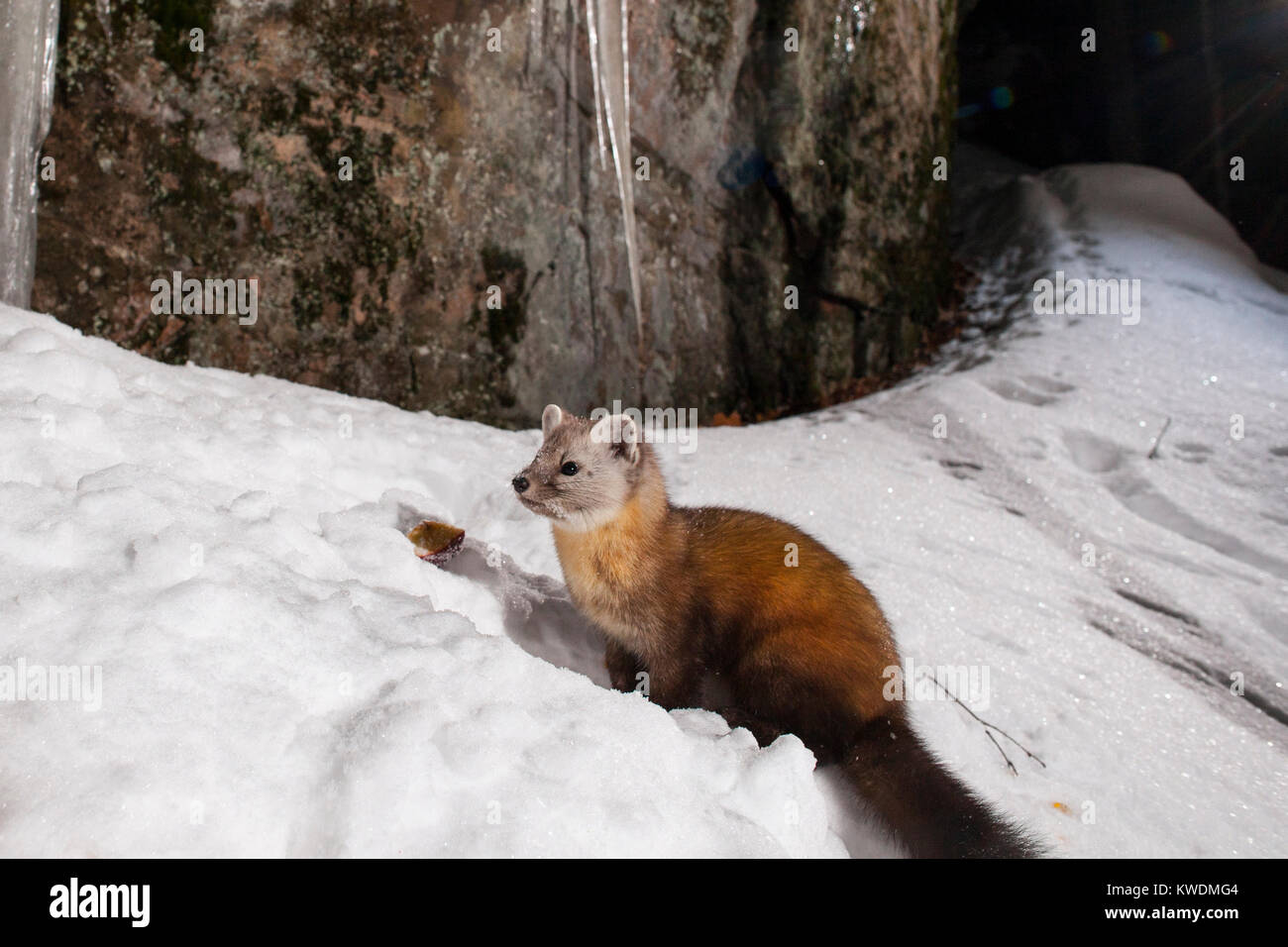 MAYNOOTH, ONTARIO, CANADA December 21, 2017 A marten (Martes