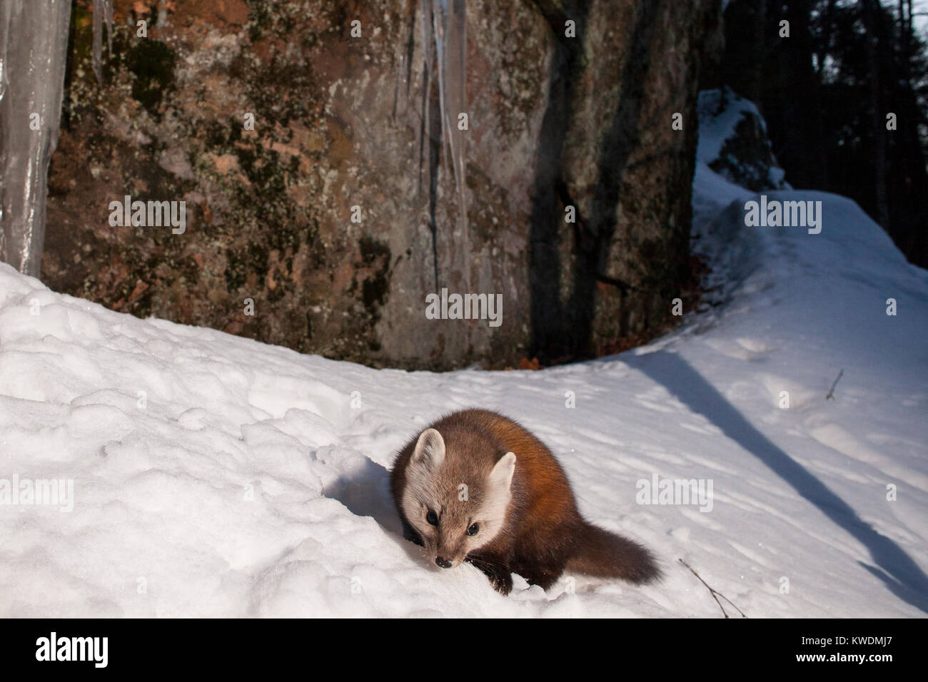 MAYNOOTH, ONTARIO, CANADA - December 21, 2017: A marten (Martes americana), part of the Weasel family / Mustelidae forages for food. Stock Photo