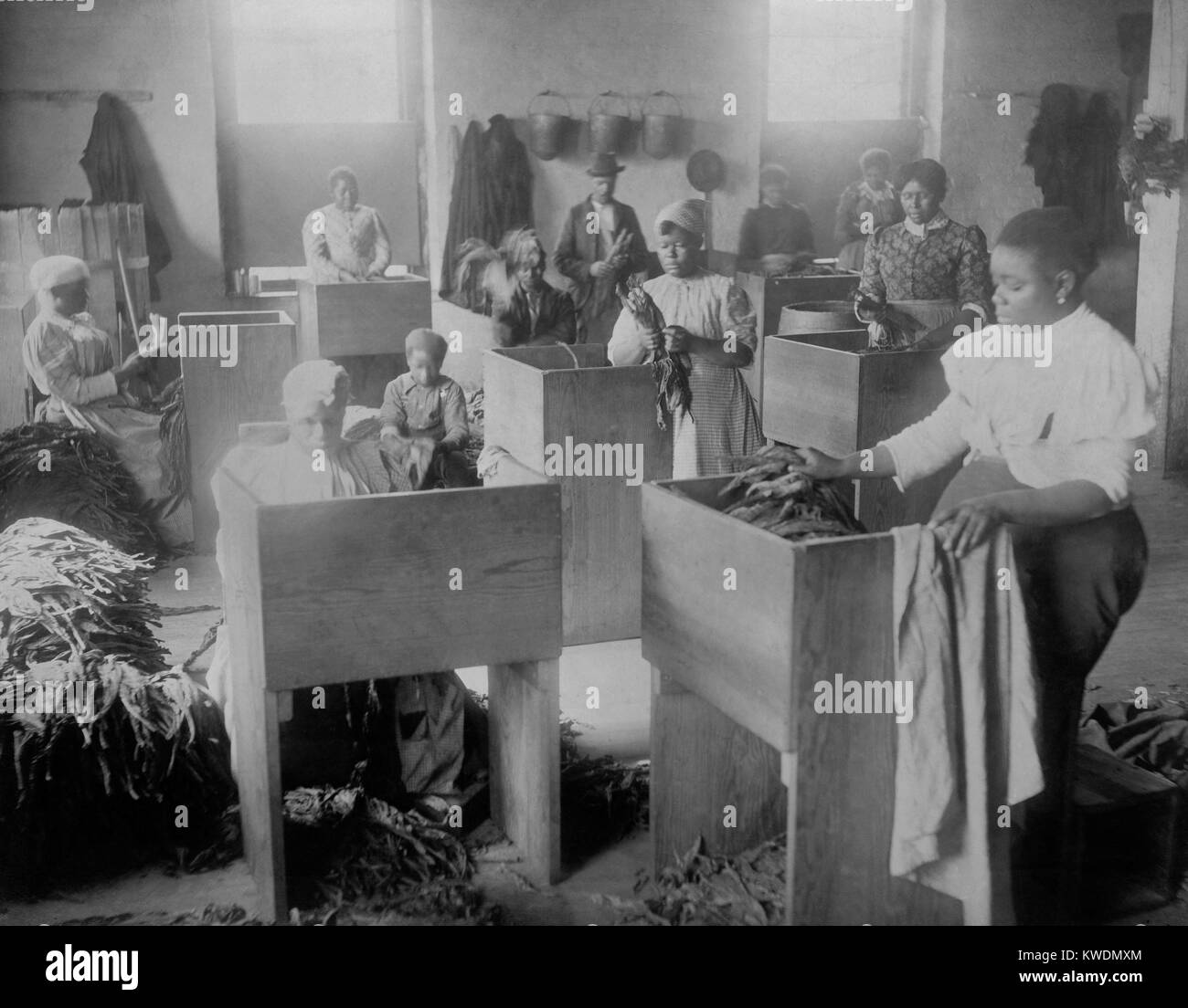 African Americans, mostly women, sorting tobacco in Richmond, Virginia,  1899. The