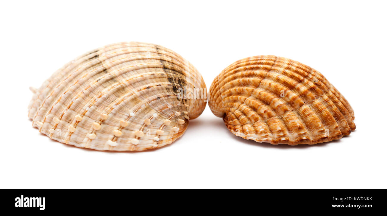 rough cockle, Acanthocardia tuberculata, empty shell isolated on white background Stock Photo