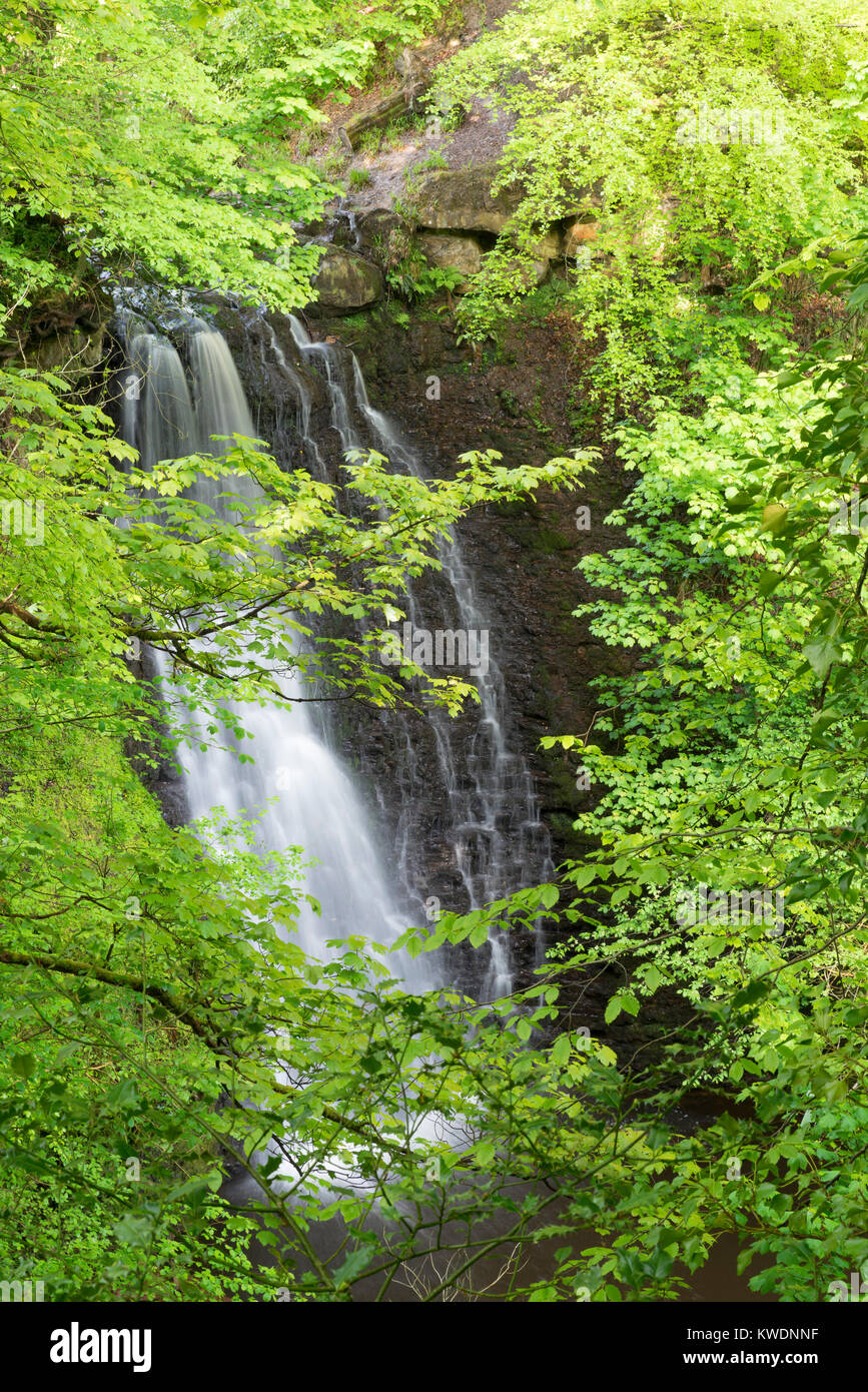 Falling Foss Waterfall Sneaton Forest, The North Yorkshire Moors, North Yorkshire UK Stock Photo