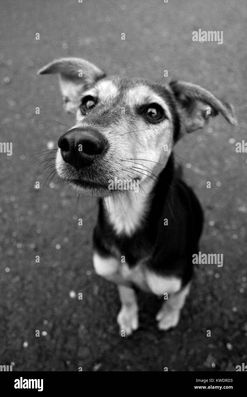 Dog in black and white Stock Photo