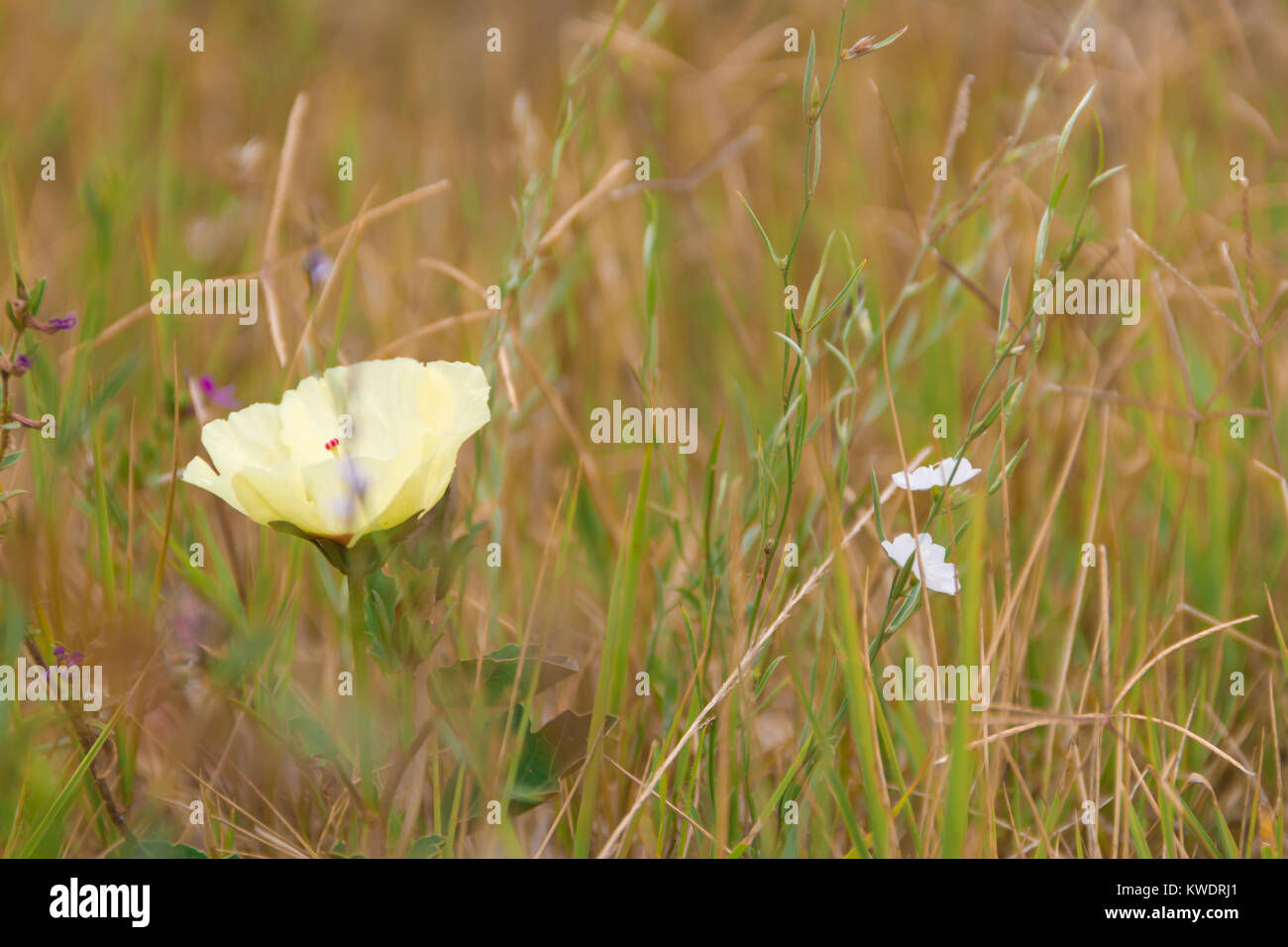 wild yellow and red rustic flowers blooming in spring Stock Photo