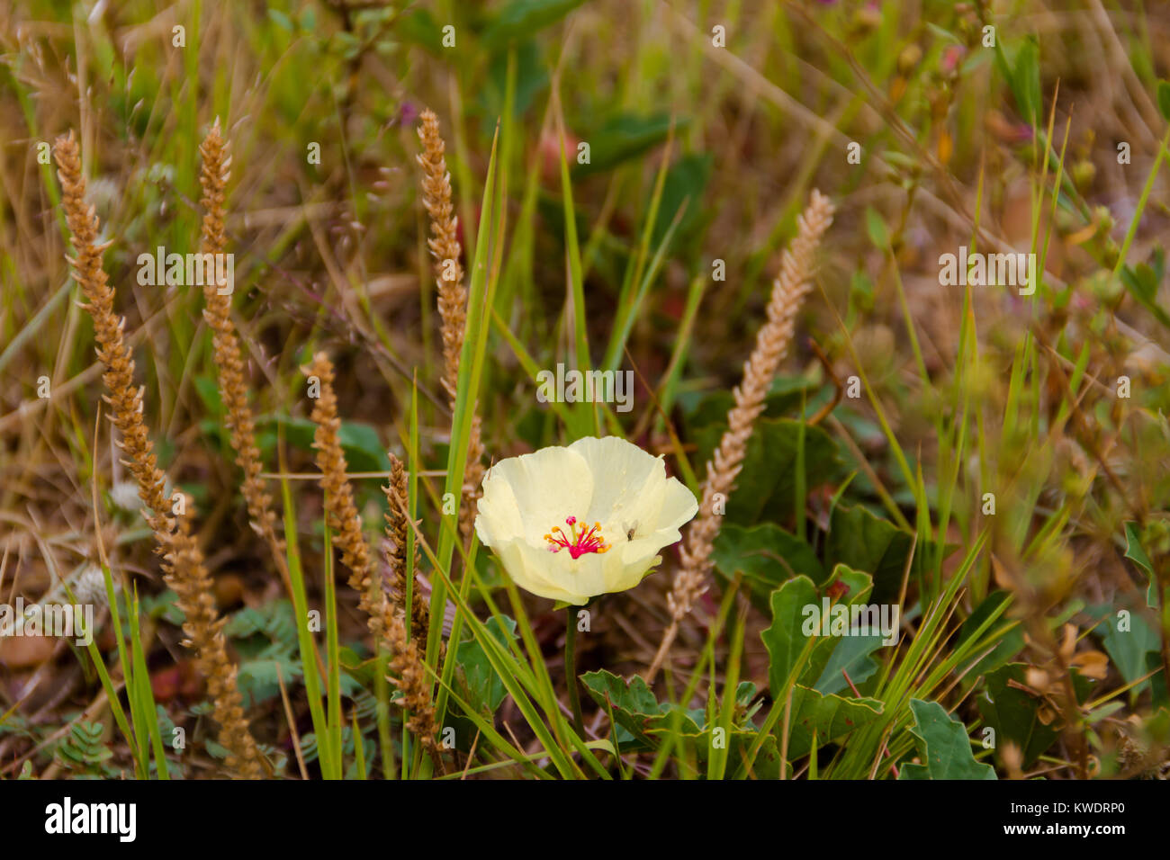 wild yellow and red rustic flowers blooming in spring Stock Photo