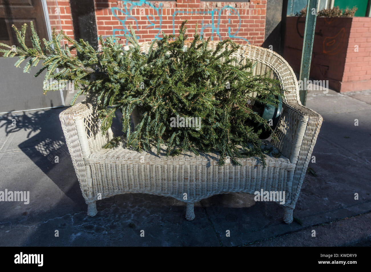 New York, NY, USA 2 Januay 2018 - Discarded Christmas tree sits by the curb , in a wicker loveseat, awaiting recycling. ©Stacy Walsh Rosenstock Stock Photo