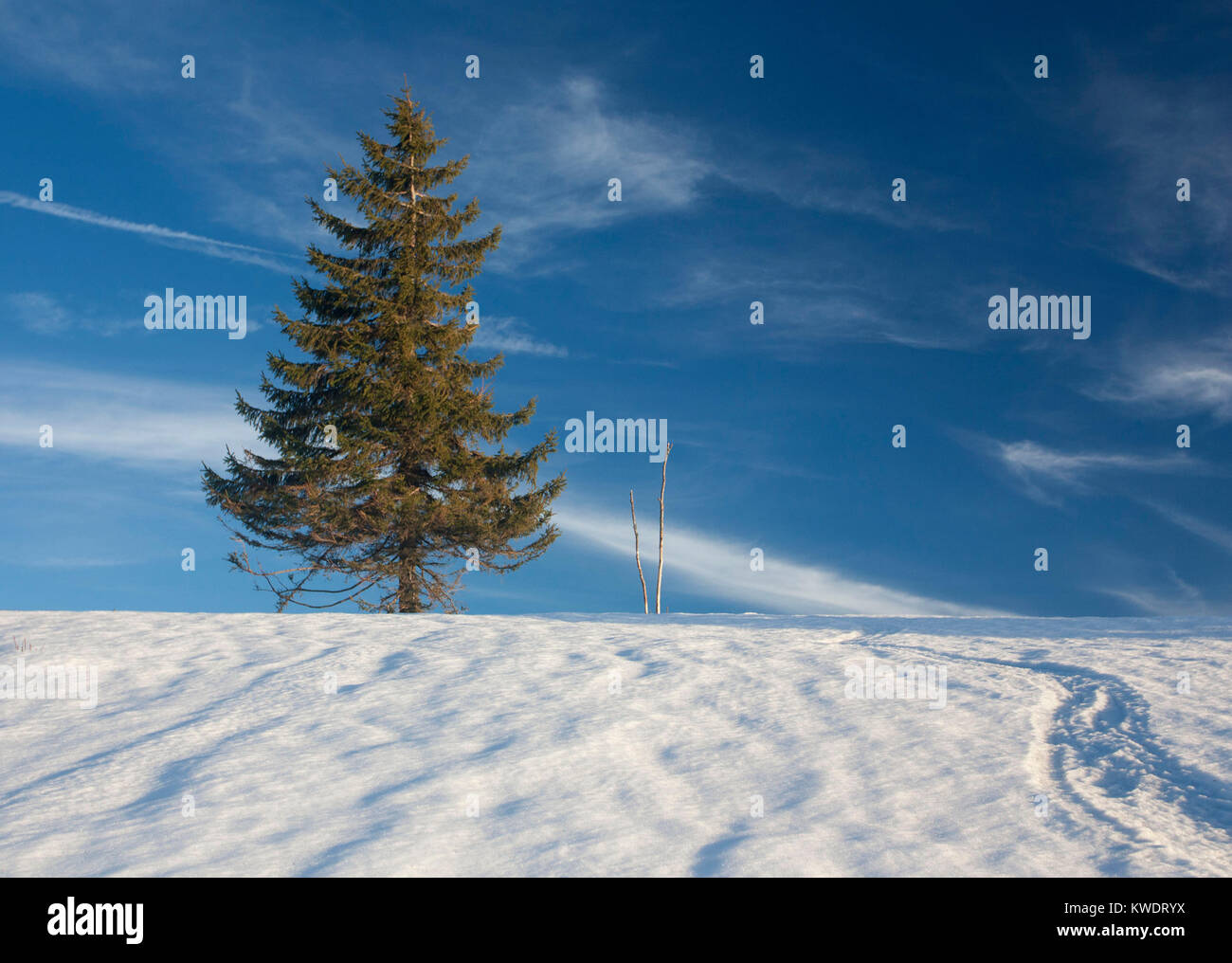 Winter scene near the summet of Mt. Kandel, Black Forest Stock Photo