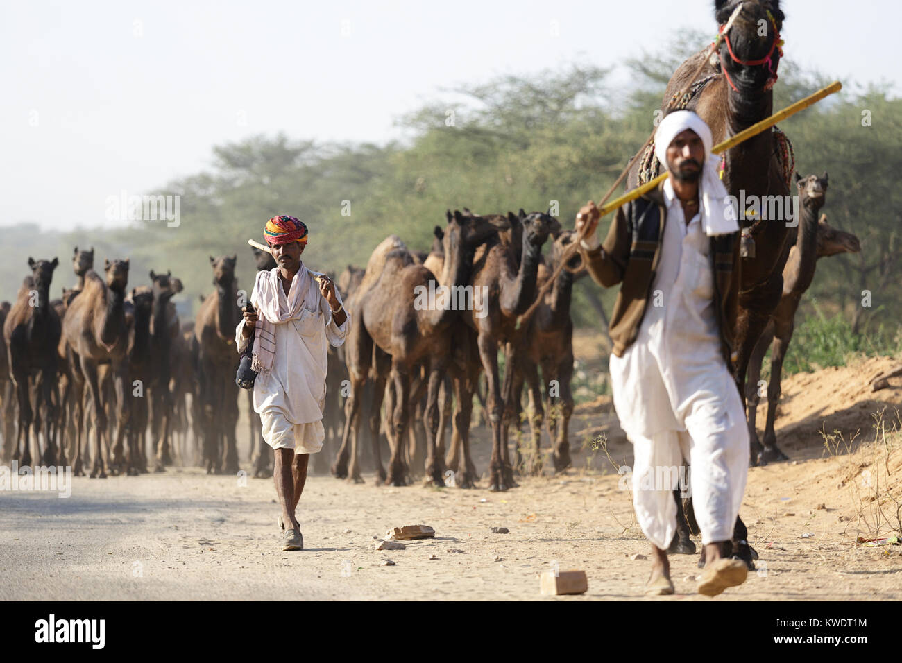 https://c8.alamy.com/comp/KWDT1M/traders-wearing-turbans-and-traditional-clothing-taking-their-herd-KWDT1M.jpg