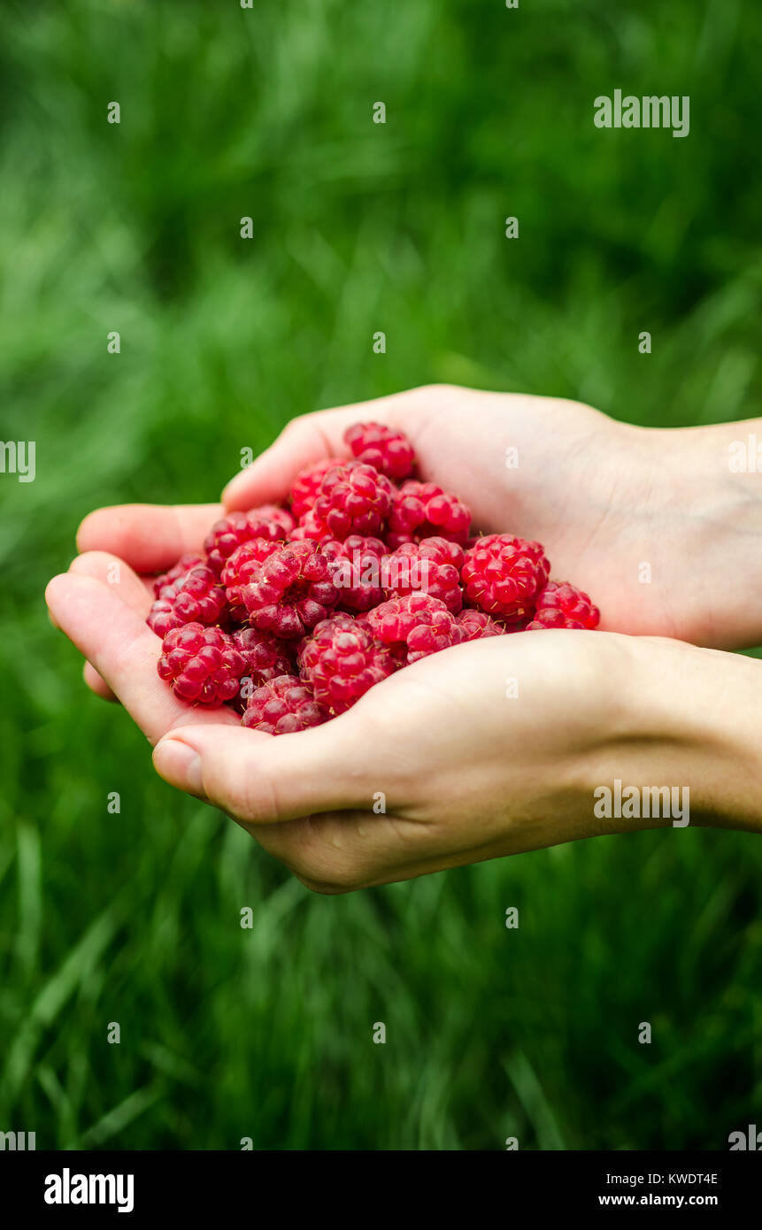 Hands holding raspberries Stock Photo - Alamy