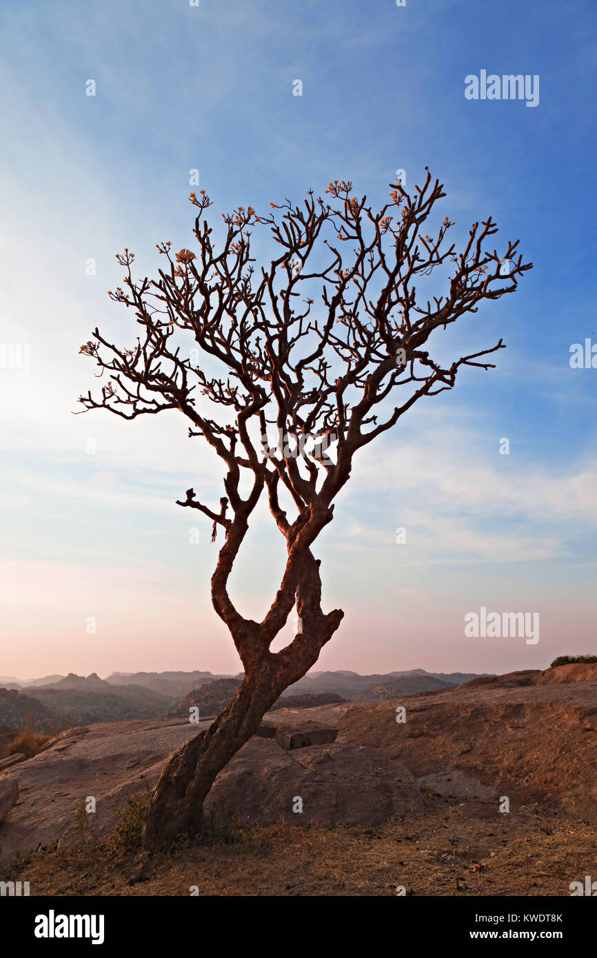 Tree in the sunset sky, Hampi, India Stock Photo