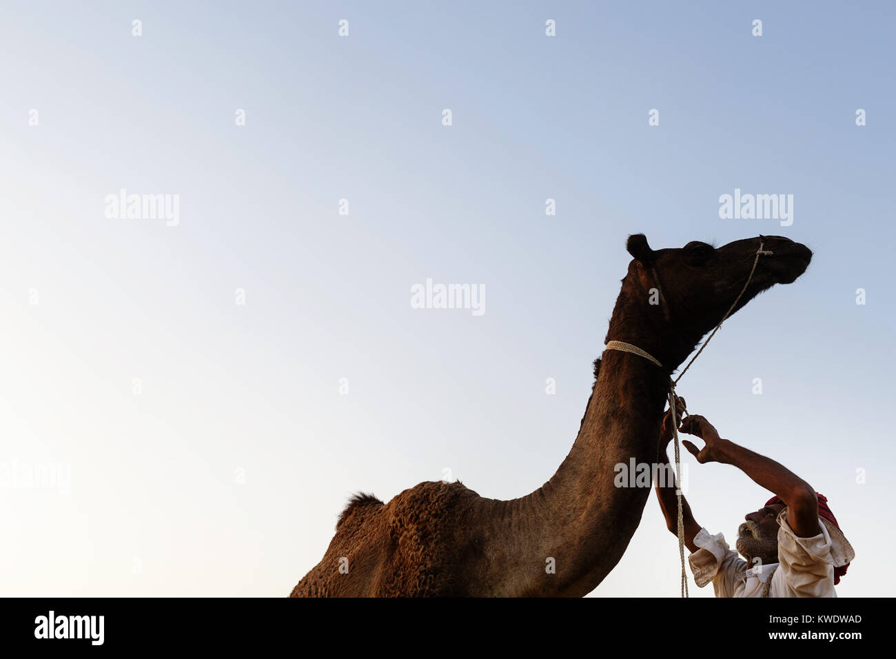 Scene at Pushkar Camel Fair, traders trying to tame disobedient camel, Rajasthan, India Stock Photo