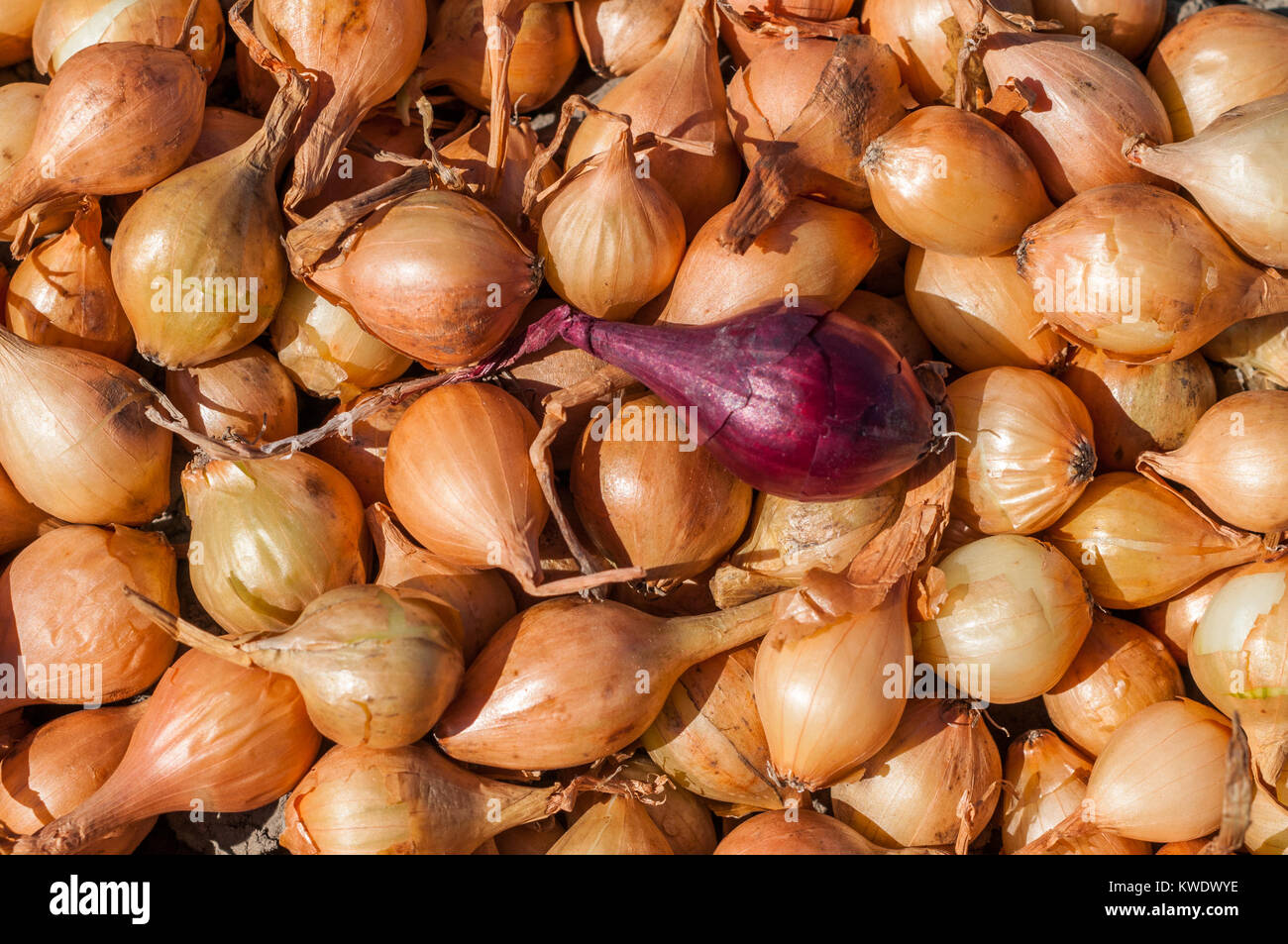 Full frame closeup of a pile of yellow onion seedlings and one single red onion that stands out from the rest. Stock Photo