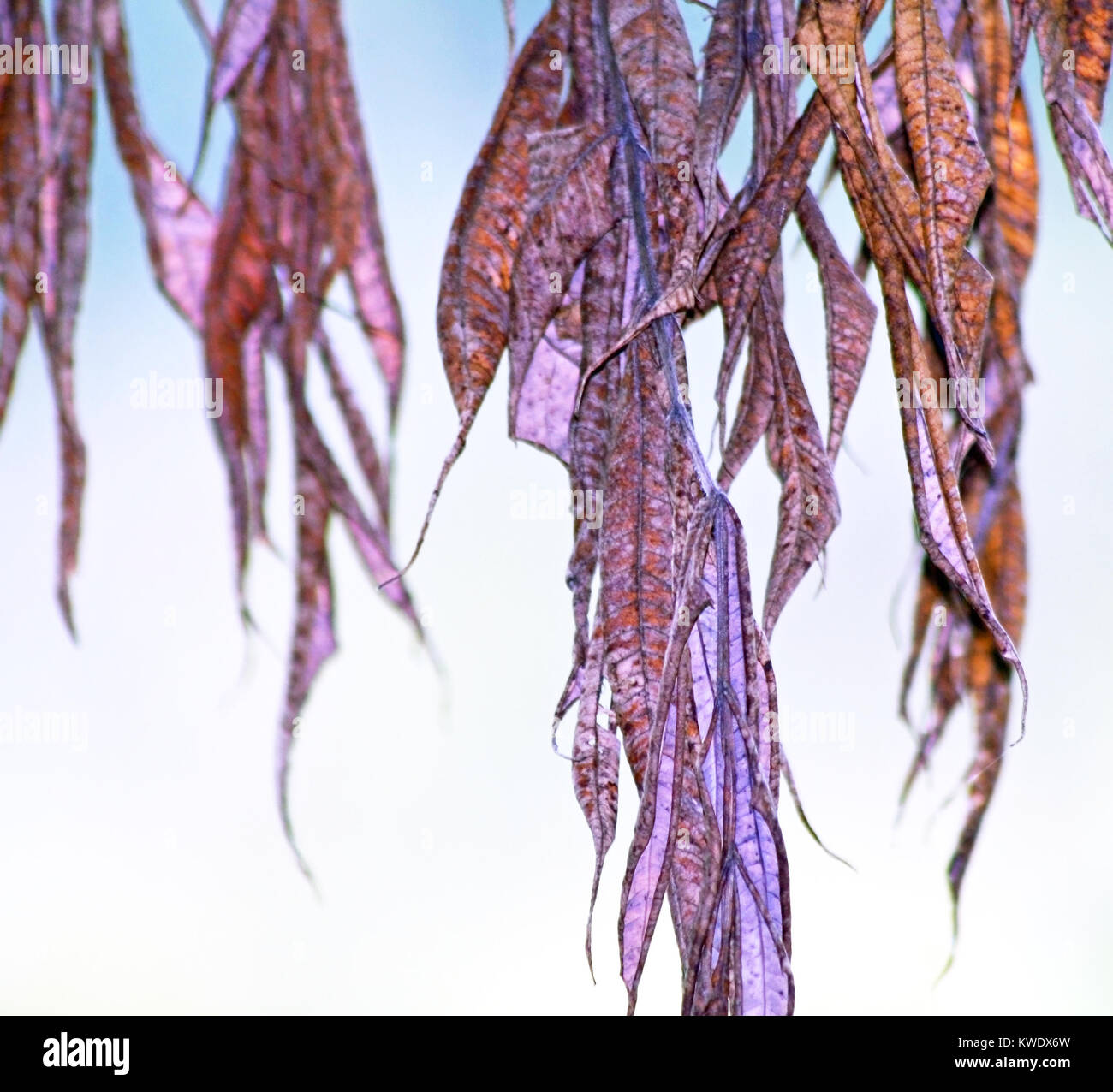 Withered leaves hi-res stock photography and images - Alamy