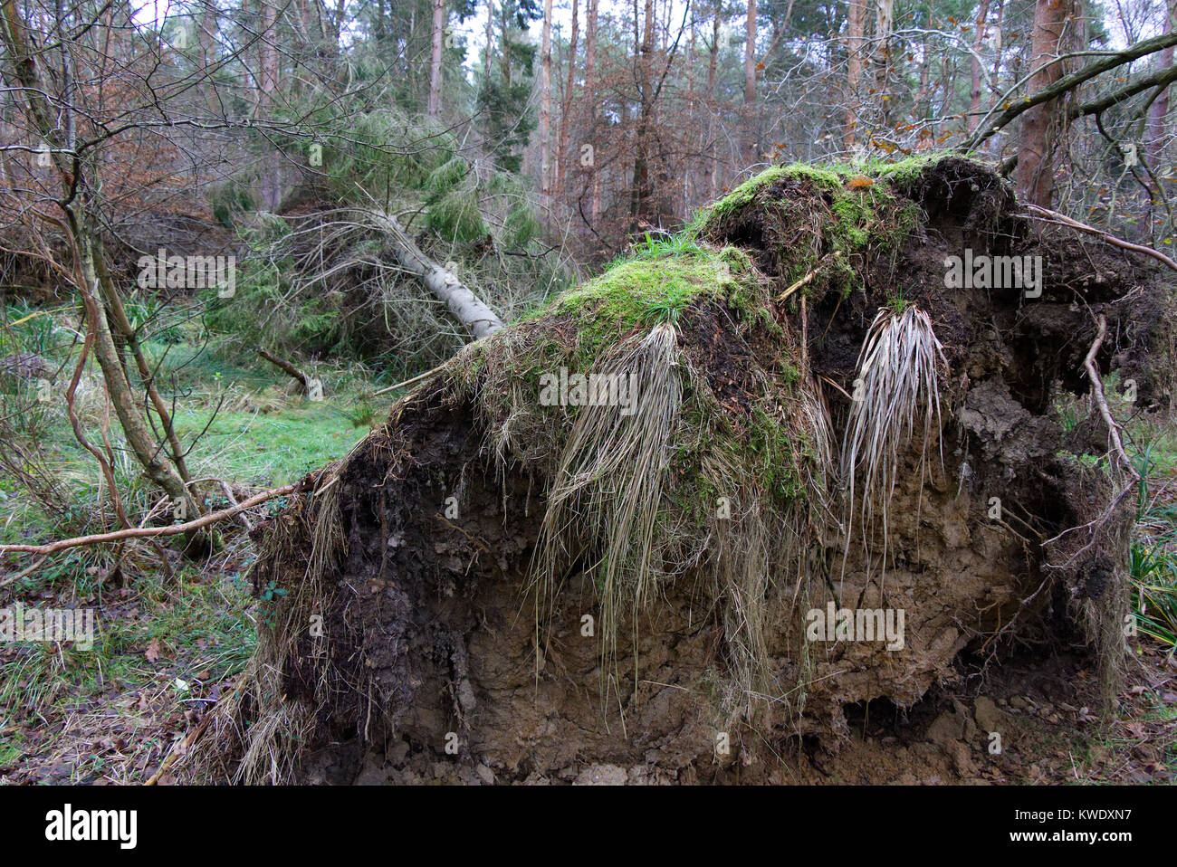 Fallen tree in woodland with large clod of earth ripped up by the roots, Broxbourne Woods, UK, Winter Stock Photo