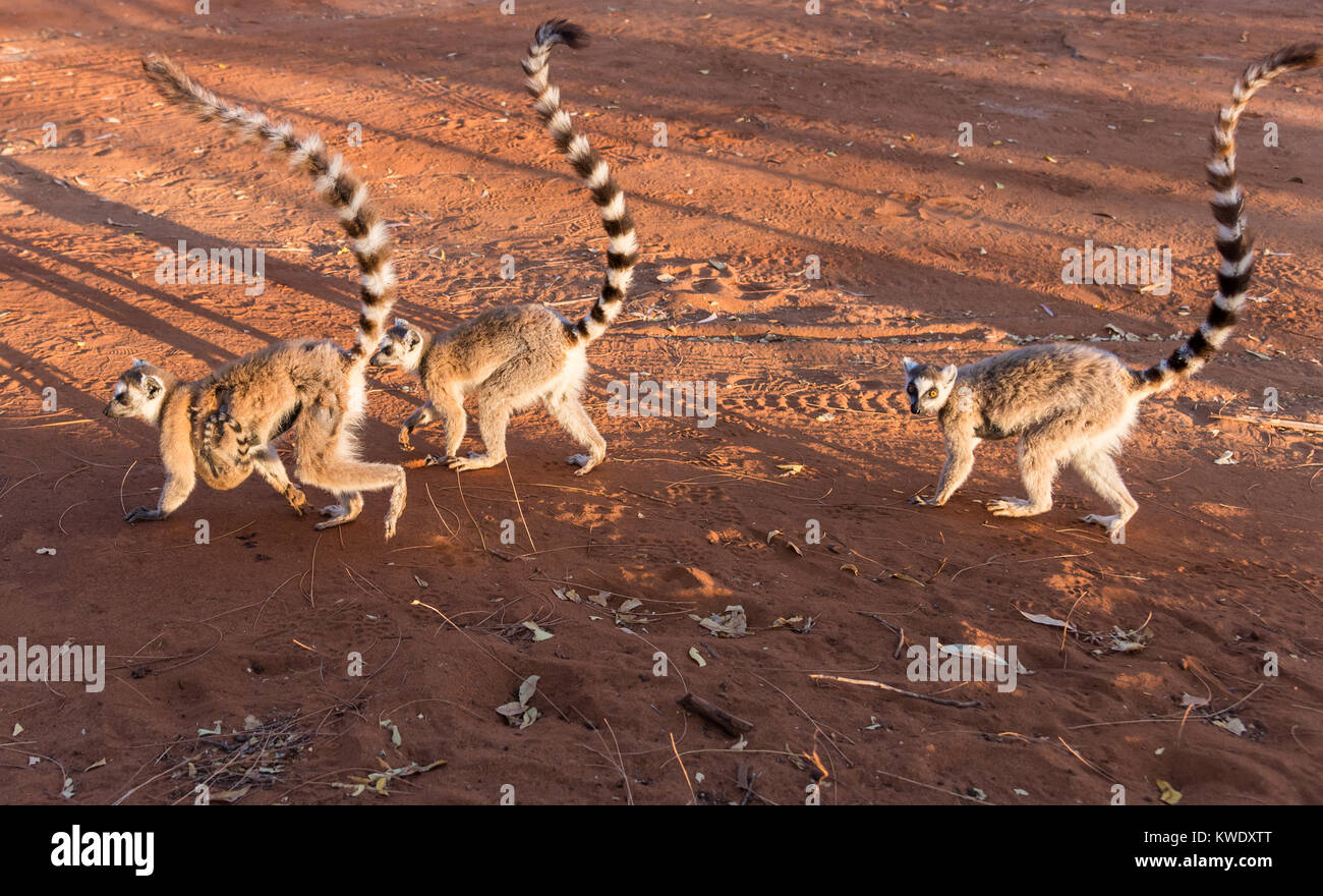 A troop of Ring-tailed Lemurs (Lemur catta) roaming on the ground of Berenty Private Reserve. Madagascar, Africa. Stock Photo